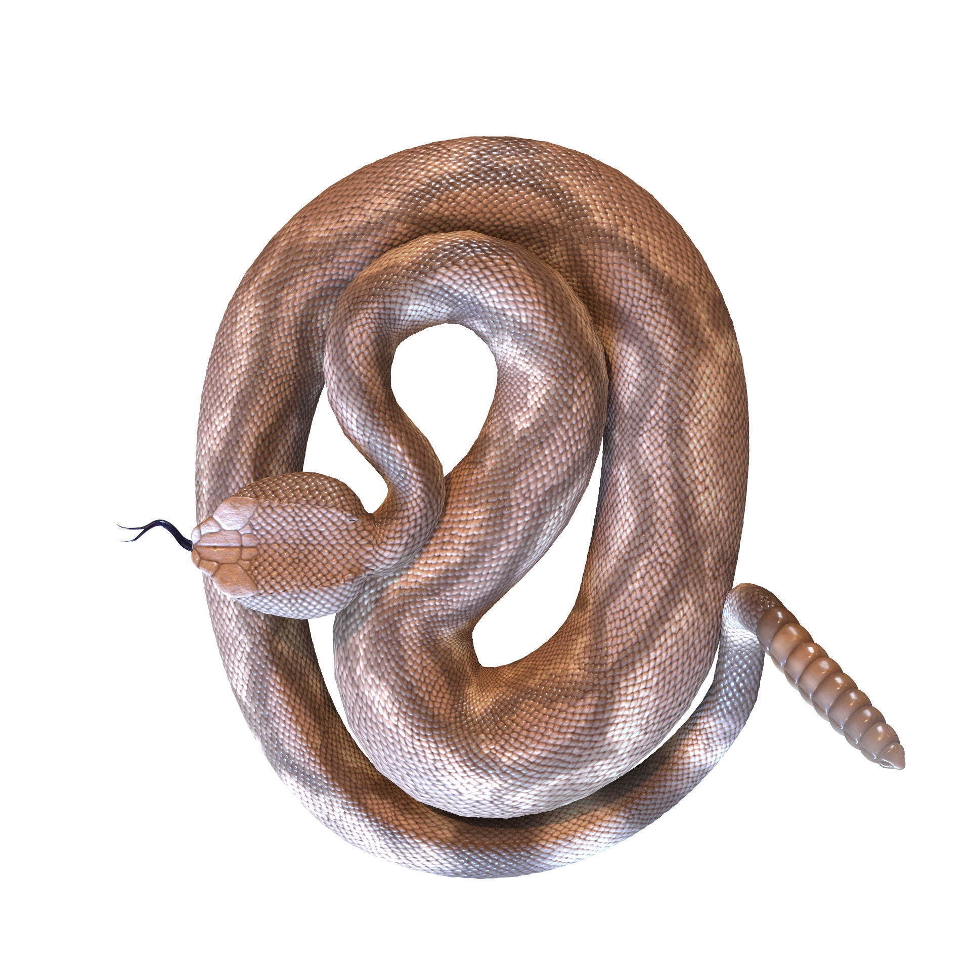 Rattlesnake snake 3D model_47