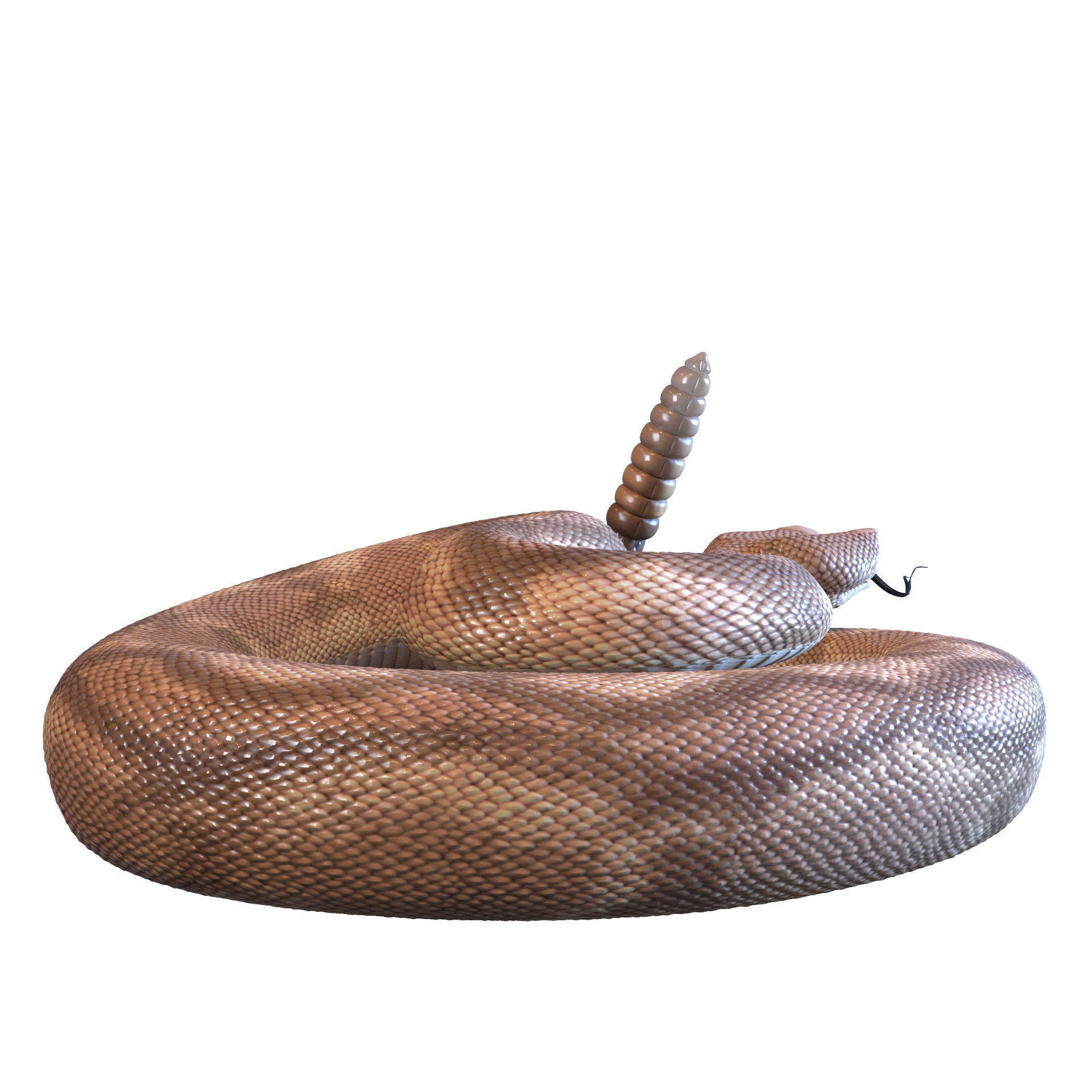 Rattlesnake snake 3D model_14