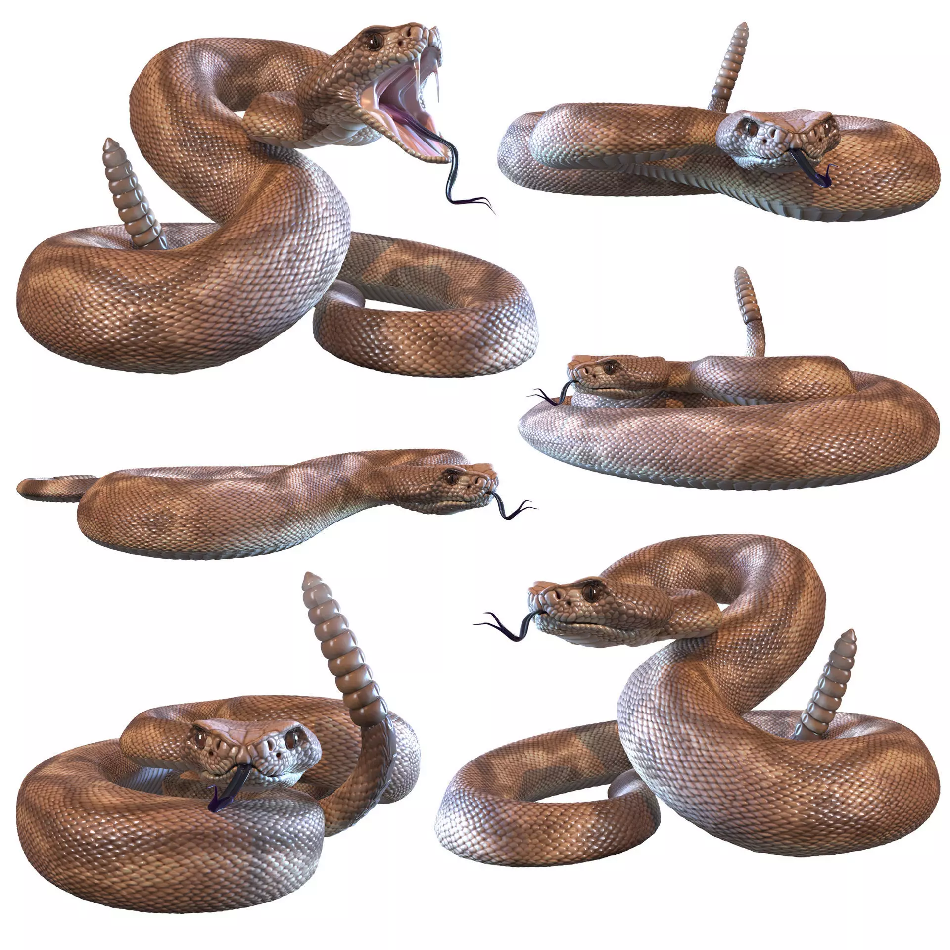 Rattlesnake snake 3D model_0