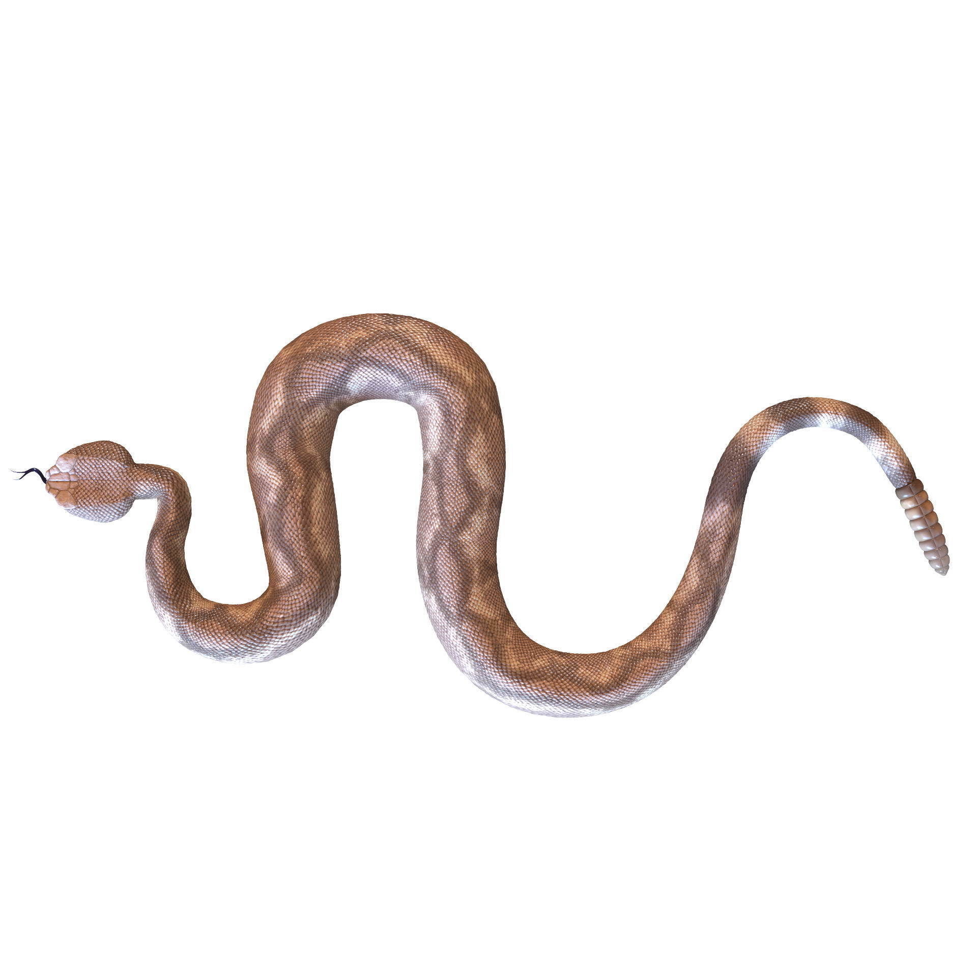 Rattlesnake snake 3D model_39