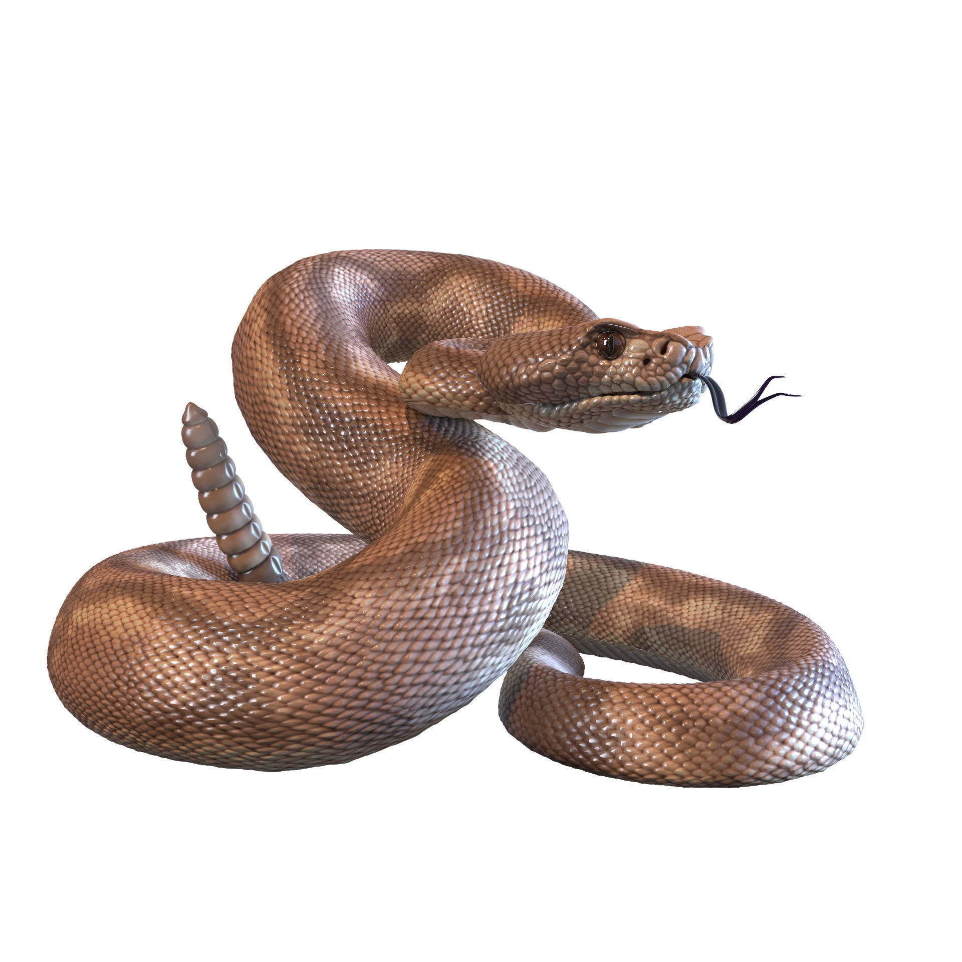 Rattlesnake snake 3D model_18