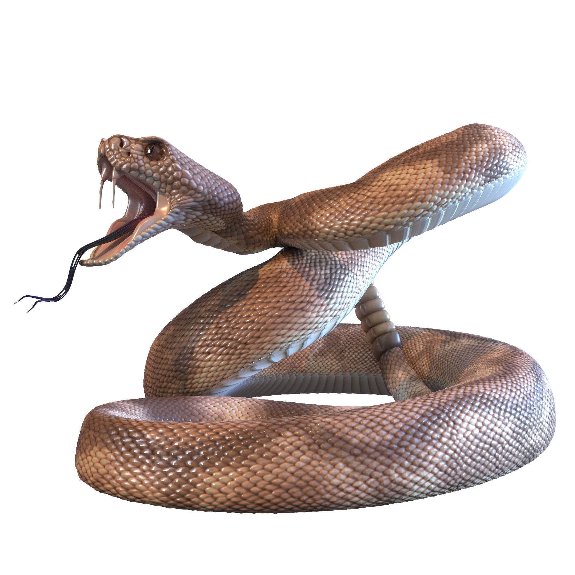 Rattlesnake snake 3D model_6