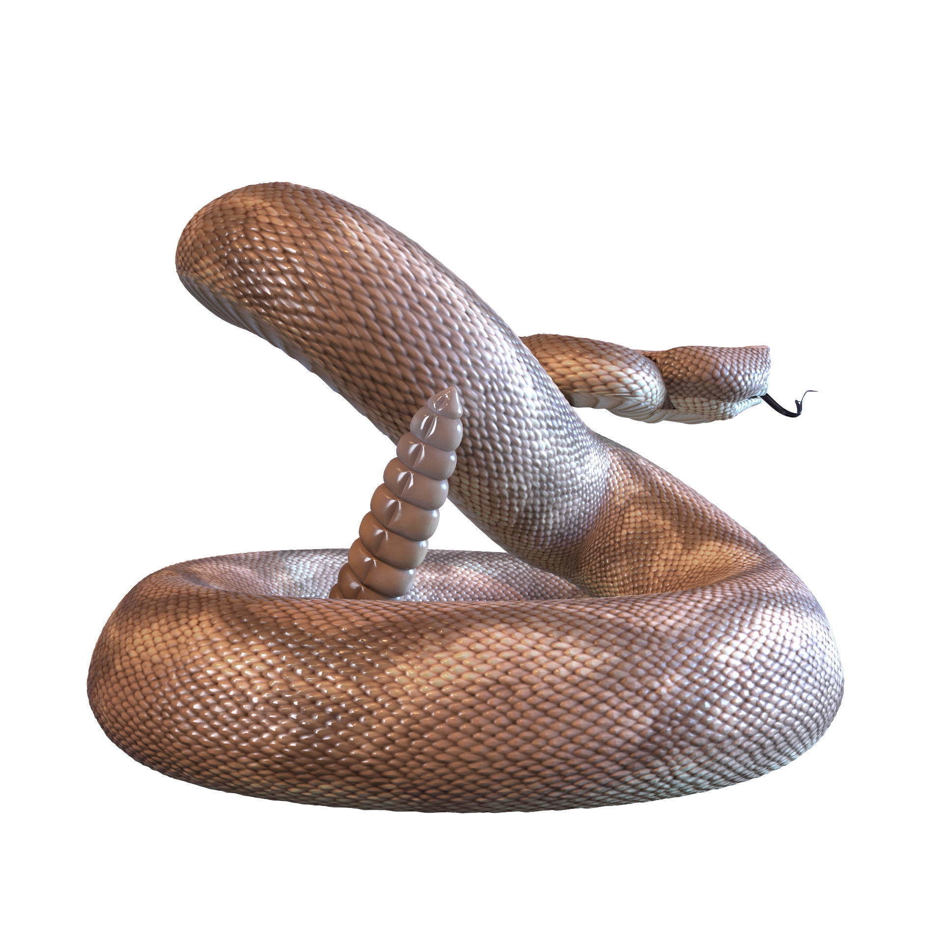 Rattlesnake snake 3D model_22