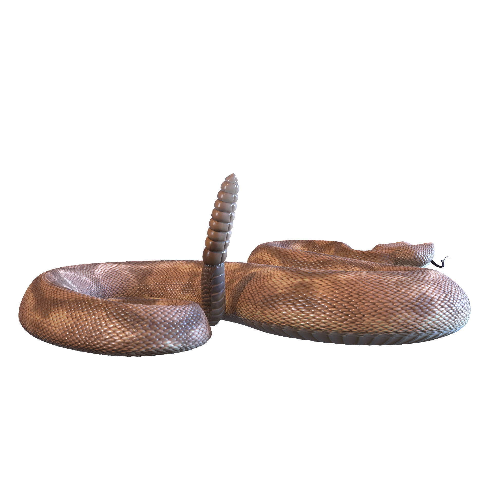 Rattlesnake snake 3D model_30