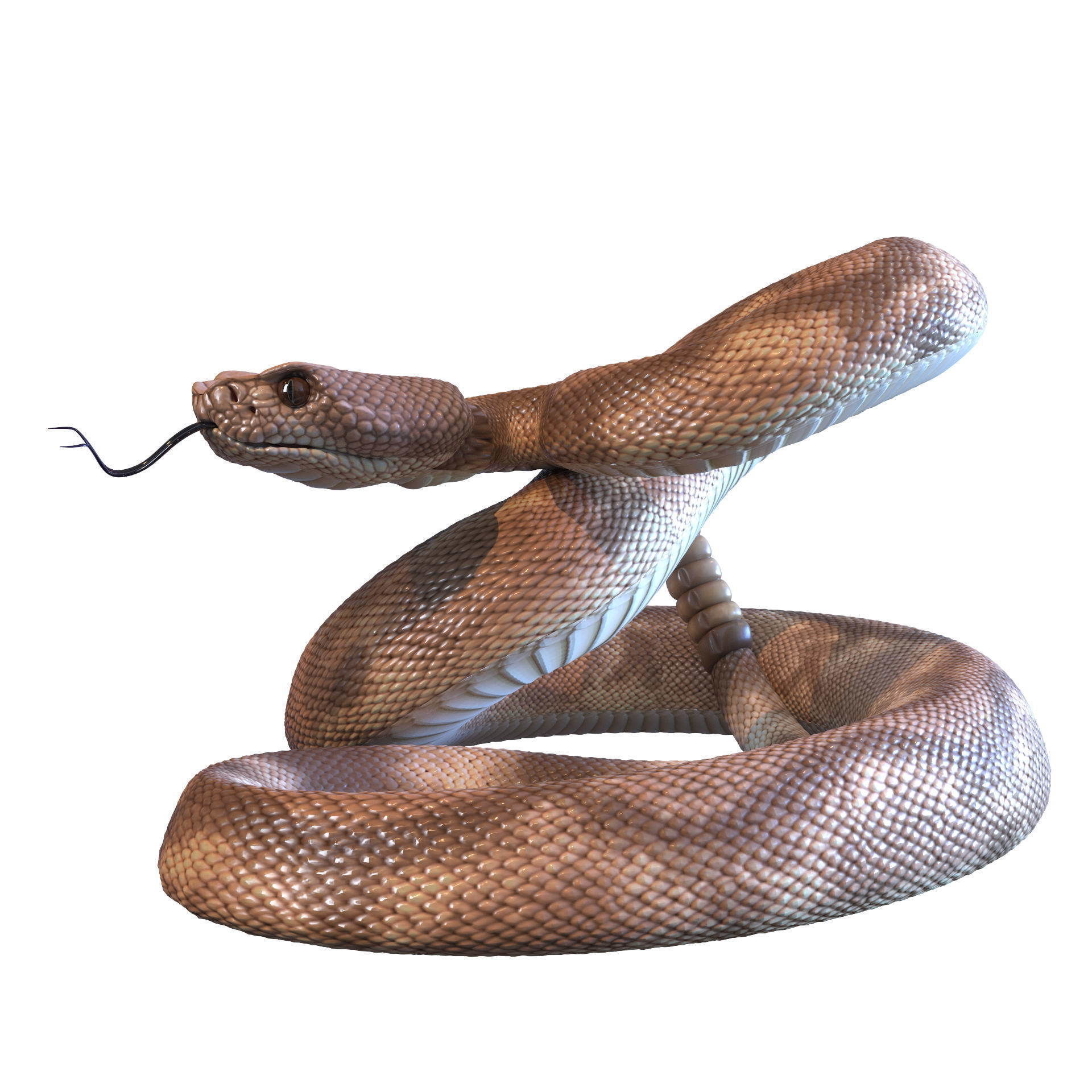 Rattlesnake snake 3D model_20