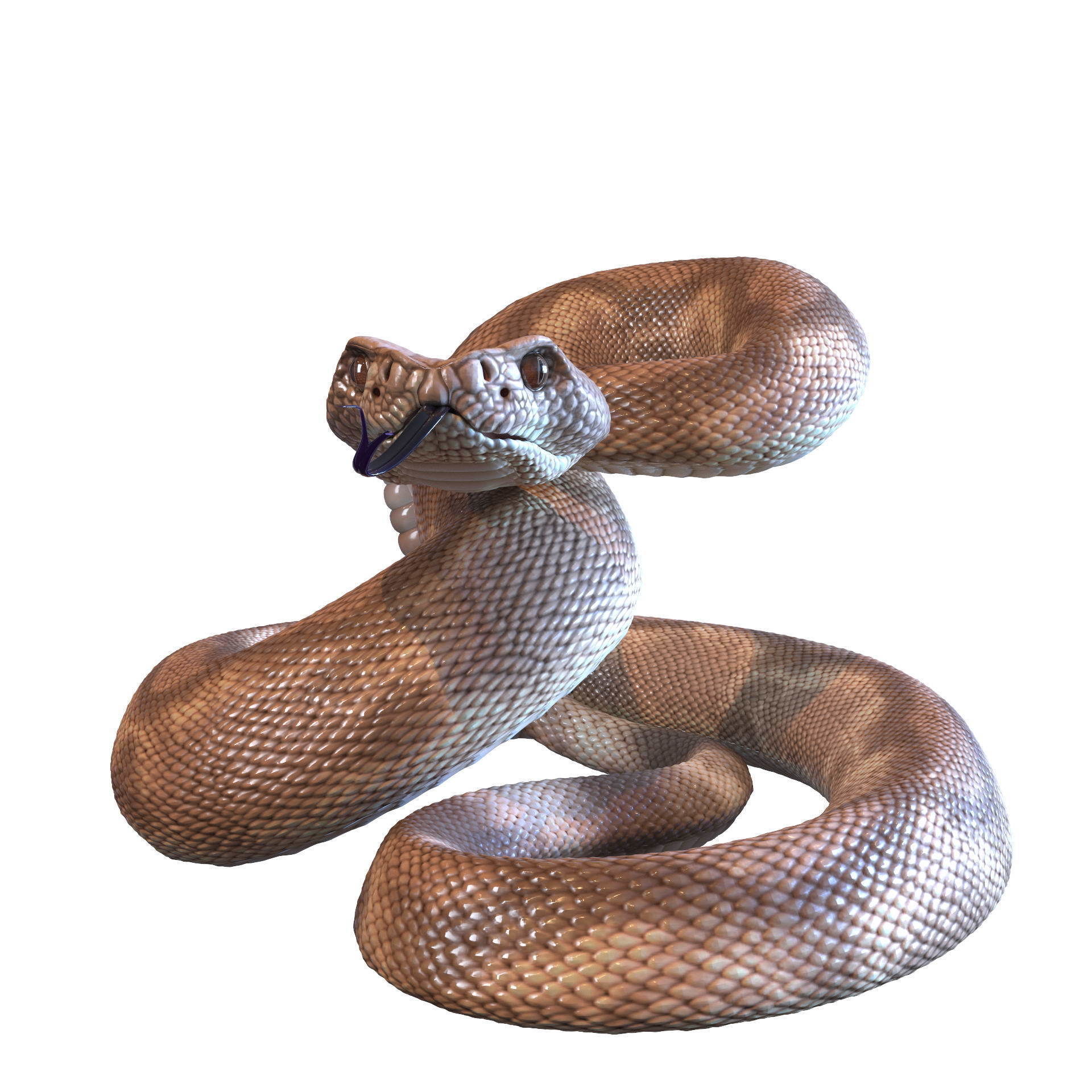 Rattlesnake snake 3D model_19