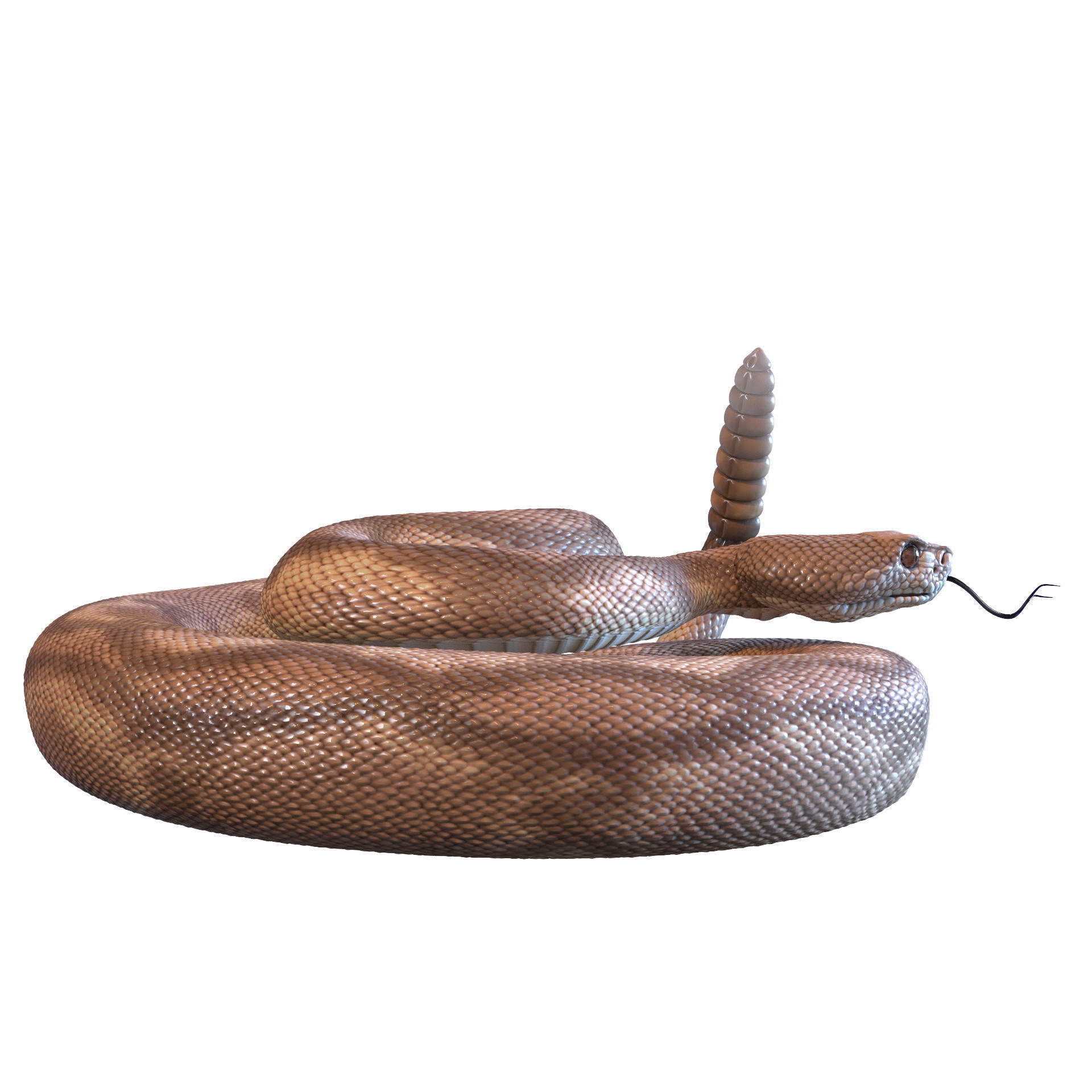 Rattlesnake snake 3D model_13