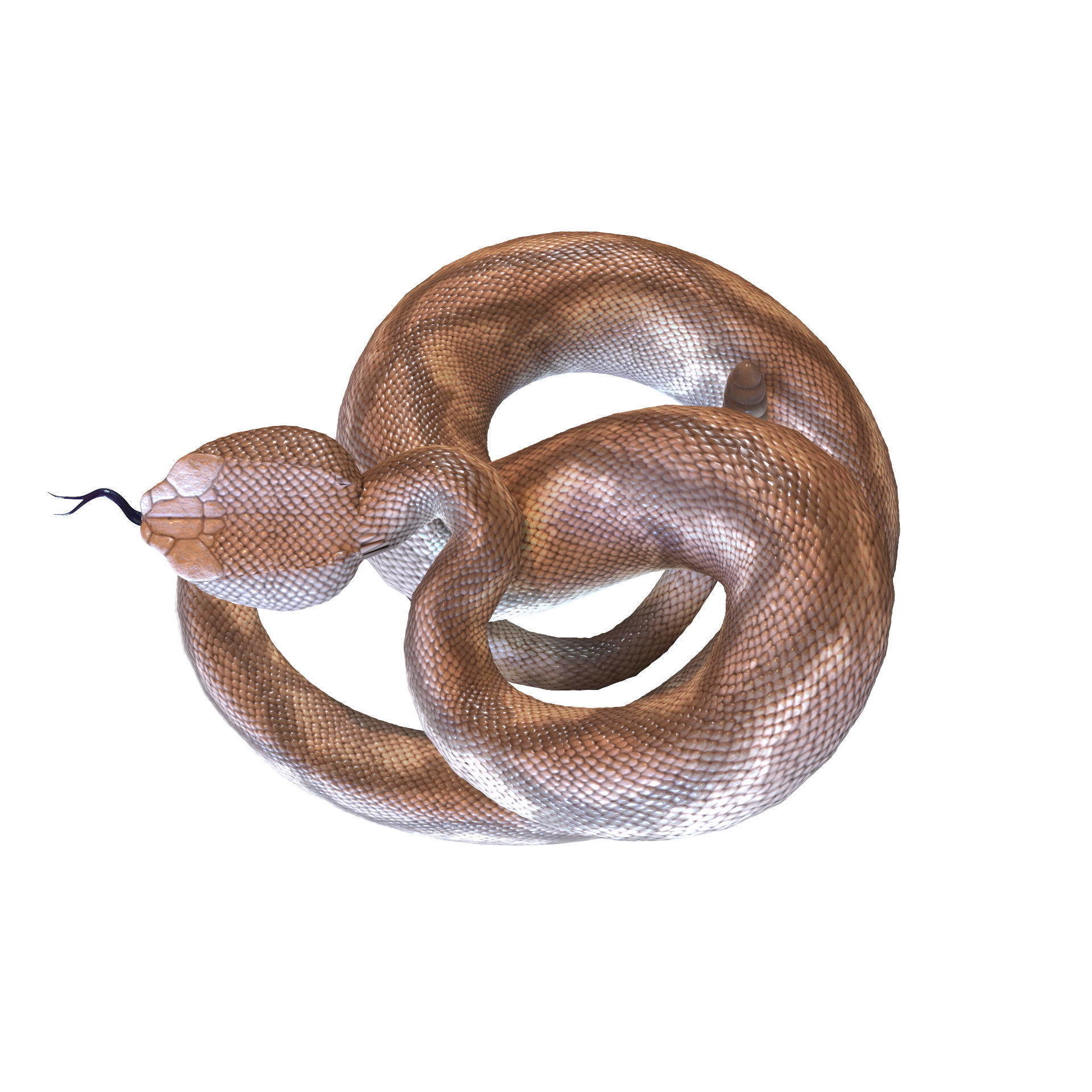 Rattlesnake snake 3D model_7