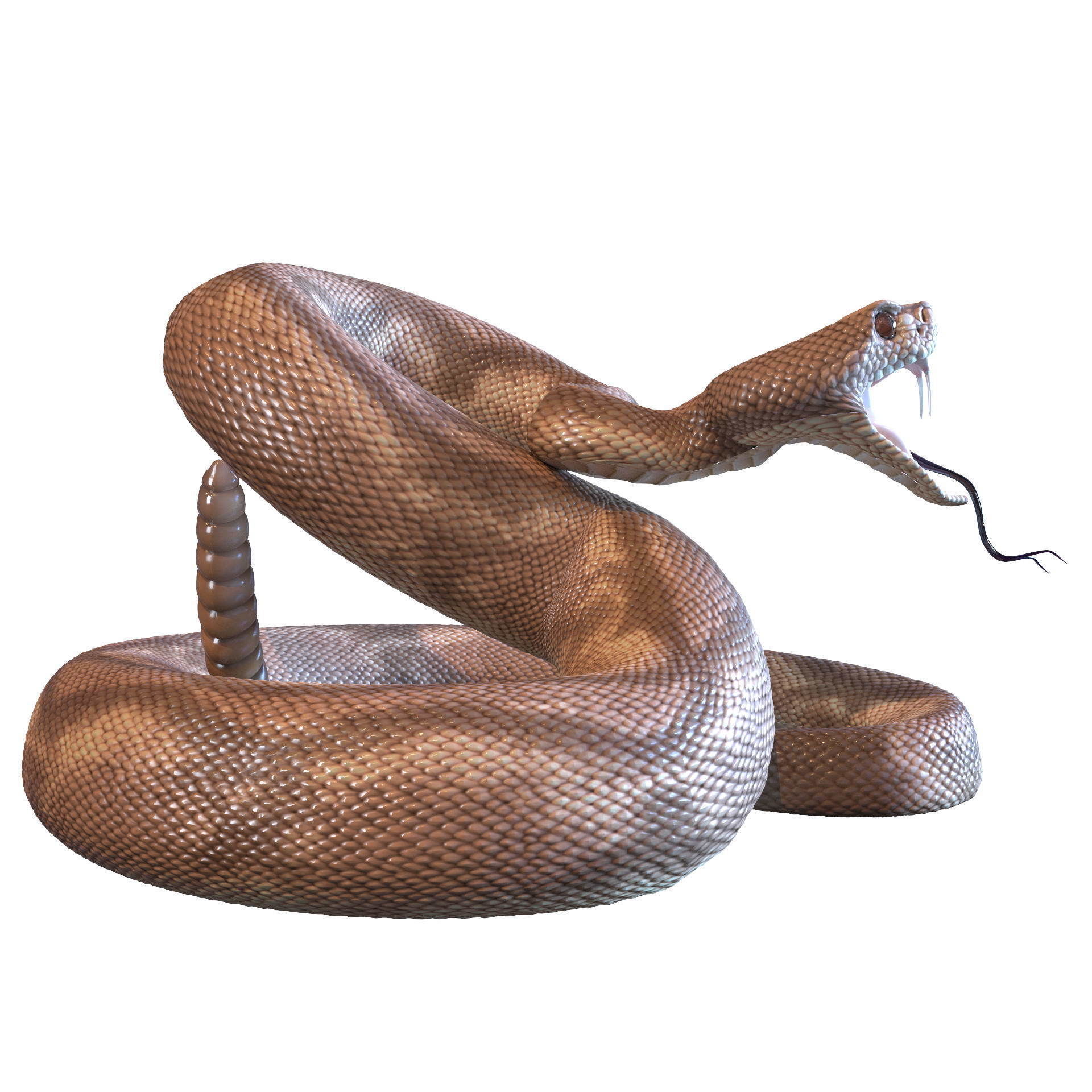 Rattlesnake snake 3D model_3
