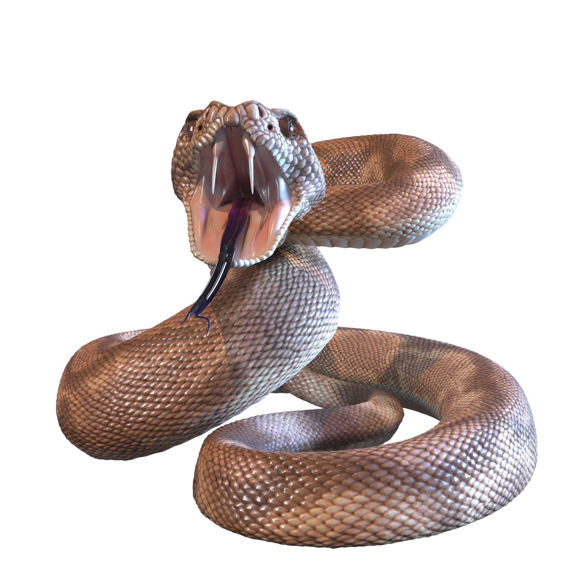 Rattlesnake snake 3D model_5