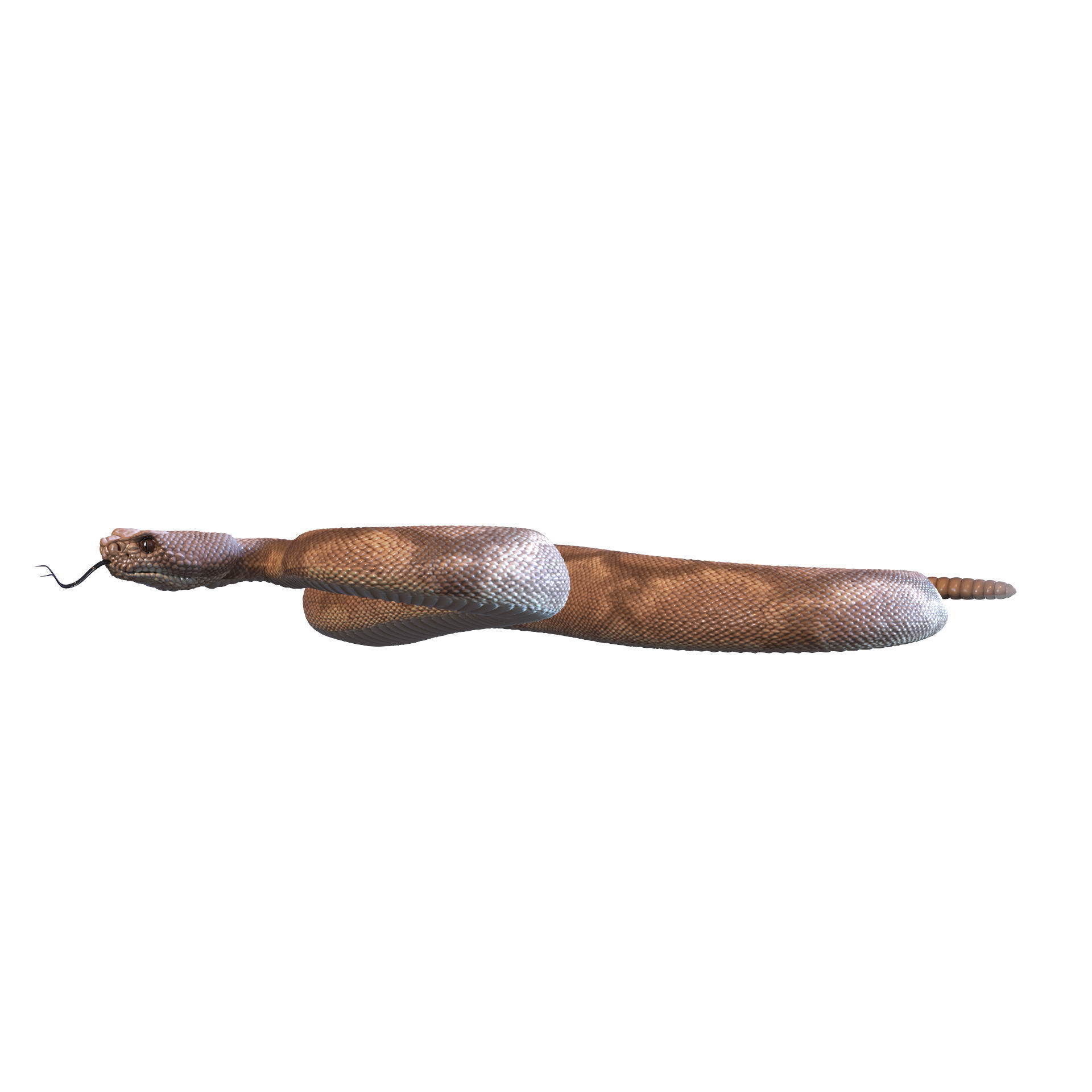 Rattlesnake snake 3D model_36