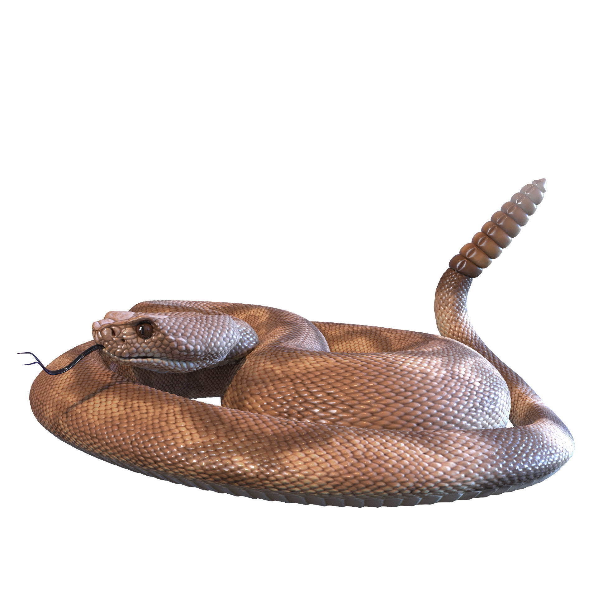 Rattlesnake snake 3D model_44