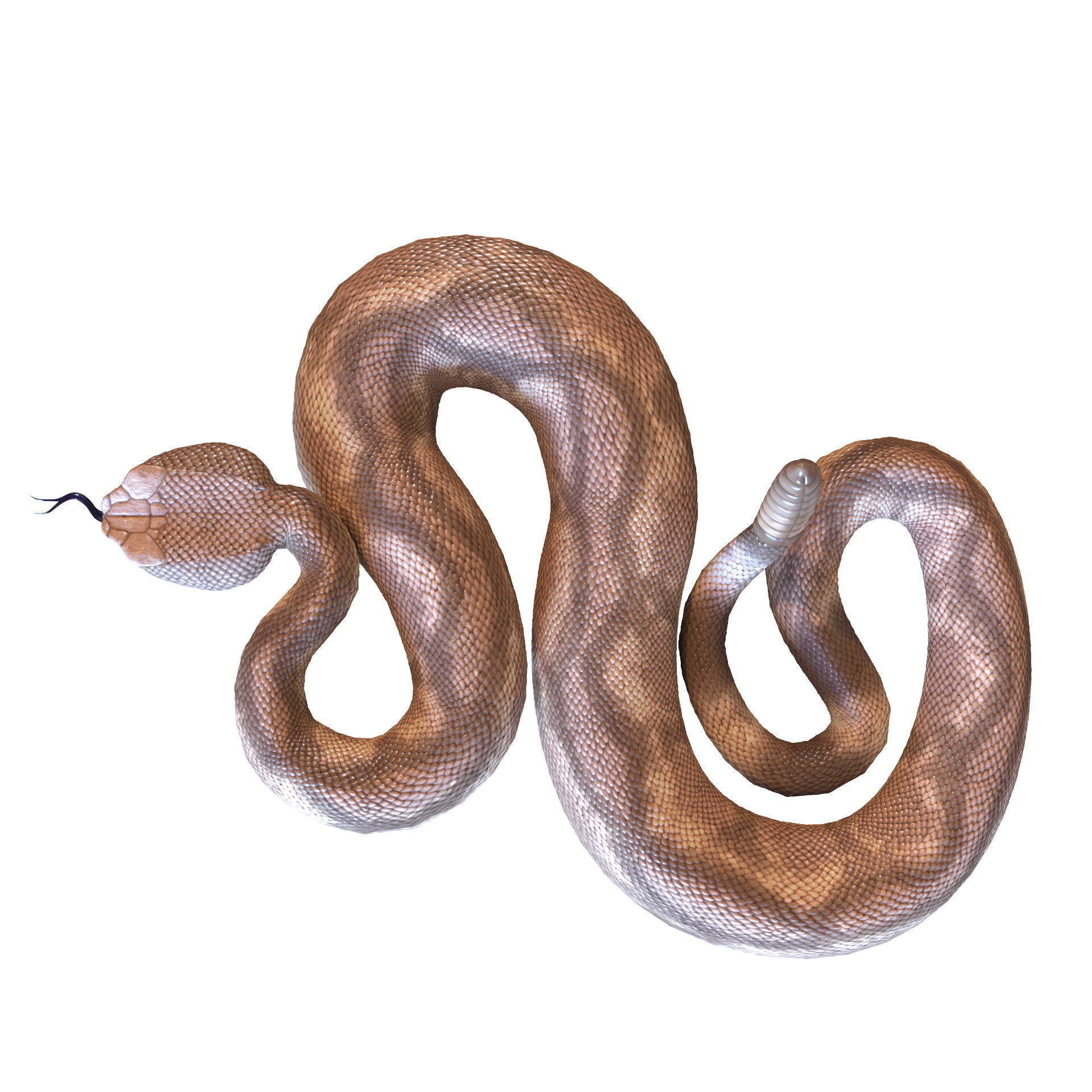 Rattlesnake snake 3D model_31