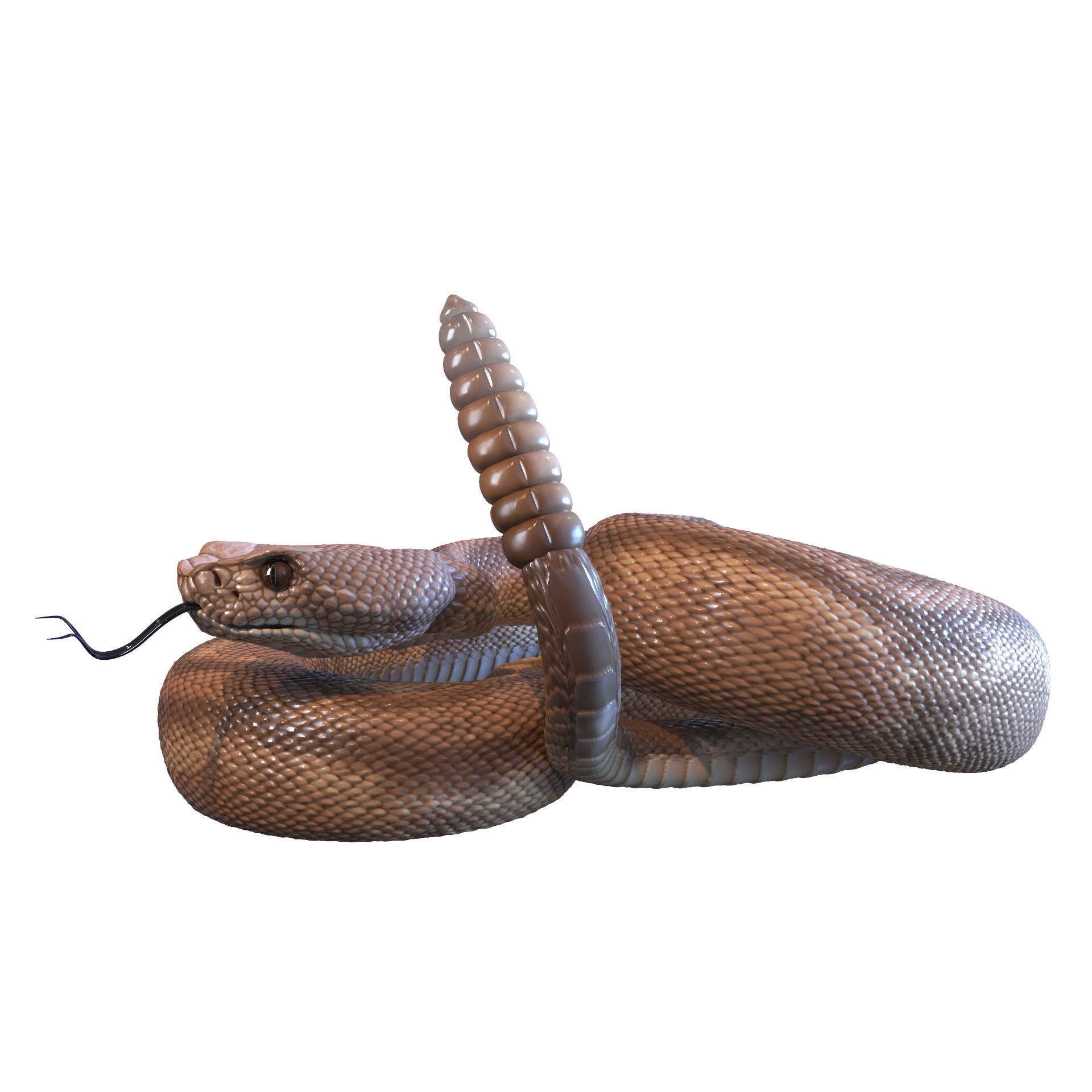 Rattlesnake snake 3D model_12