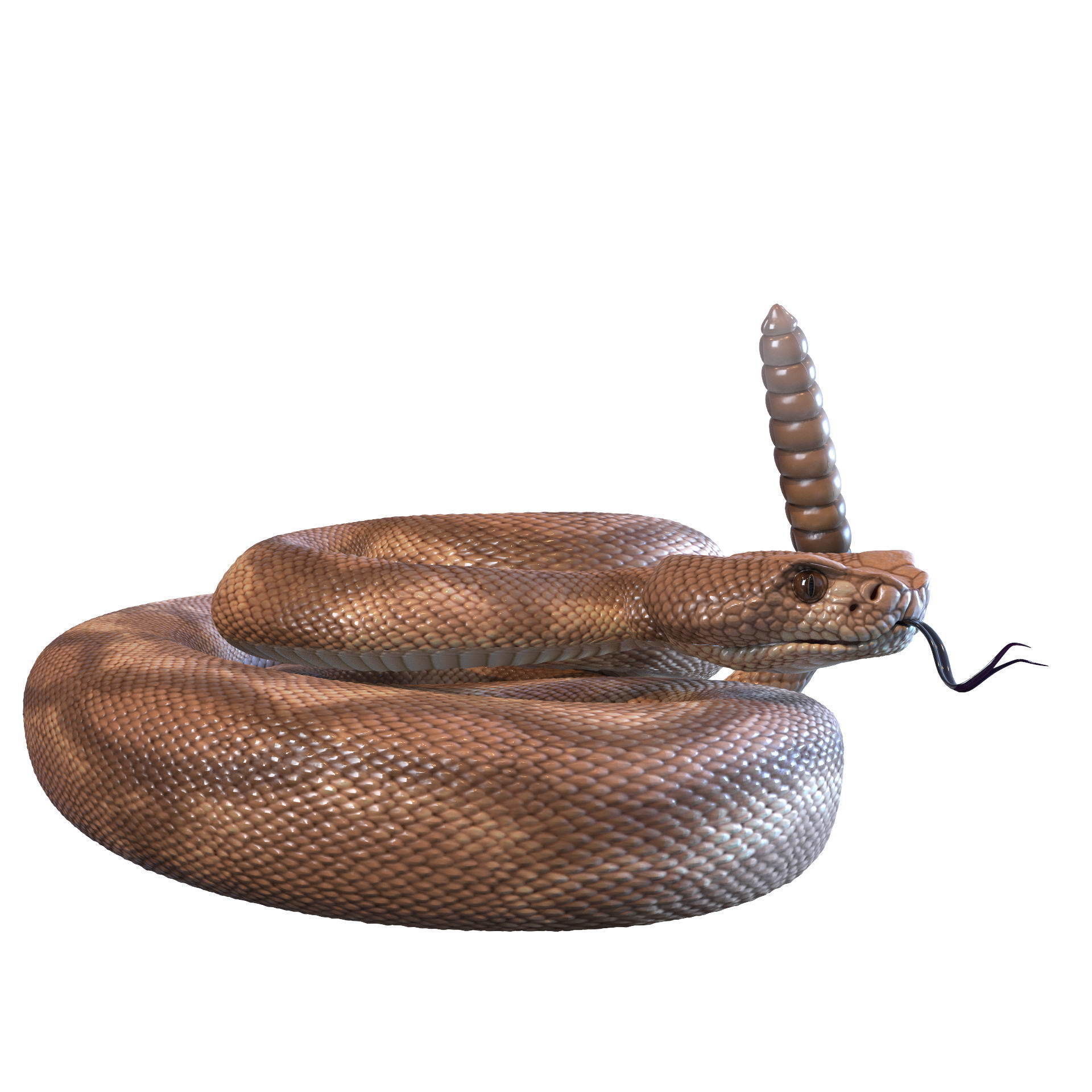 Rattlesnake snake 3D model_10