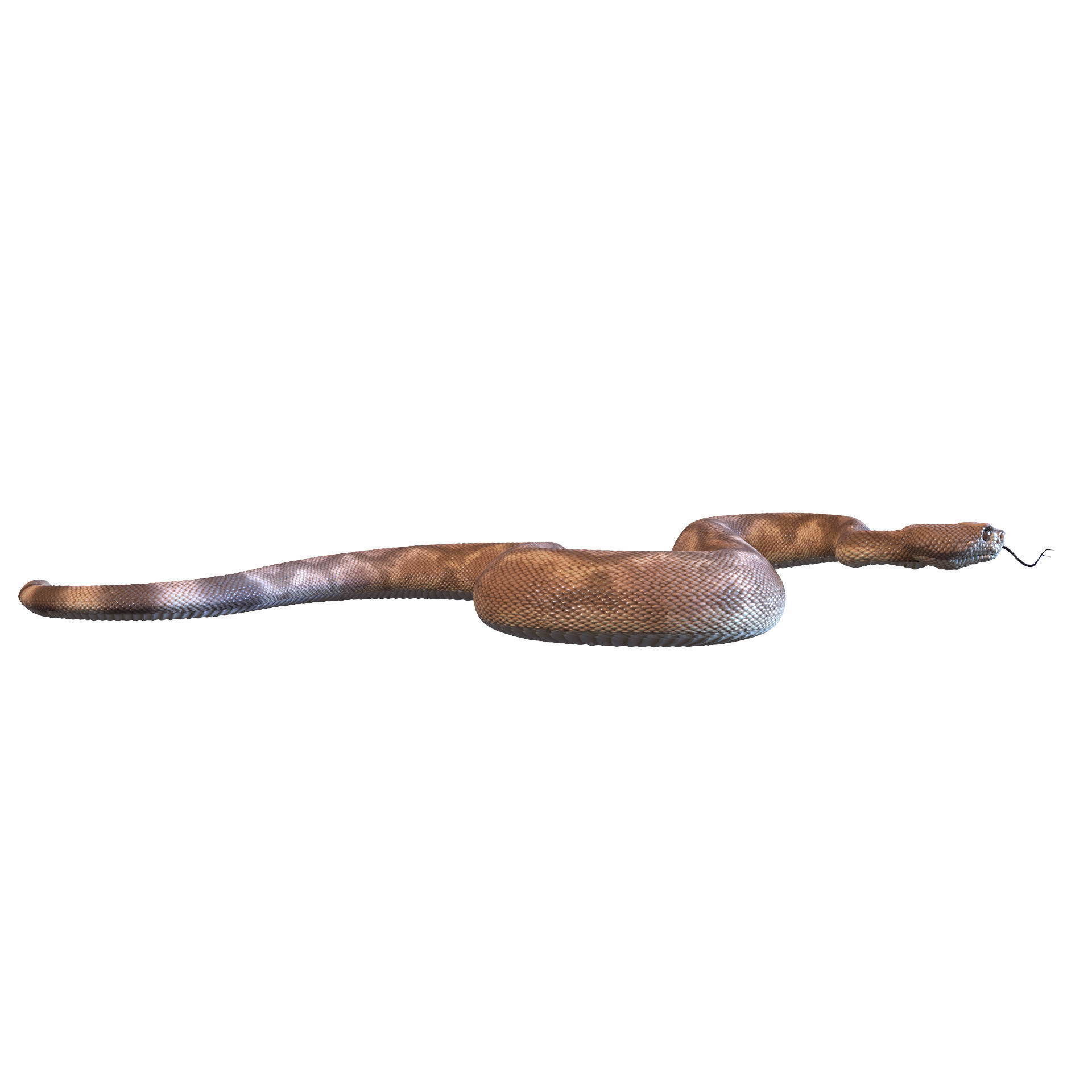 Rattlesnake snake 3D model_37