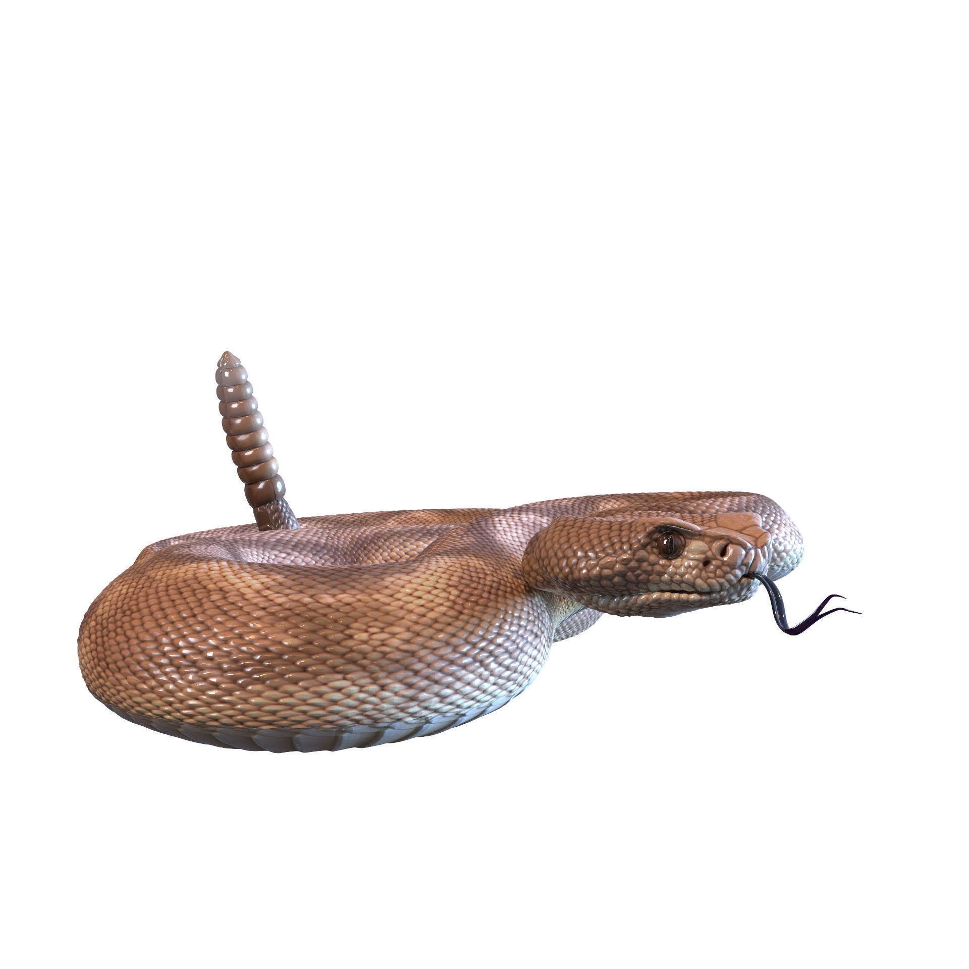 Rattlesnake snake 3D model_26