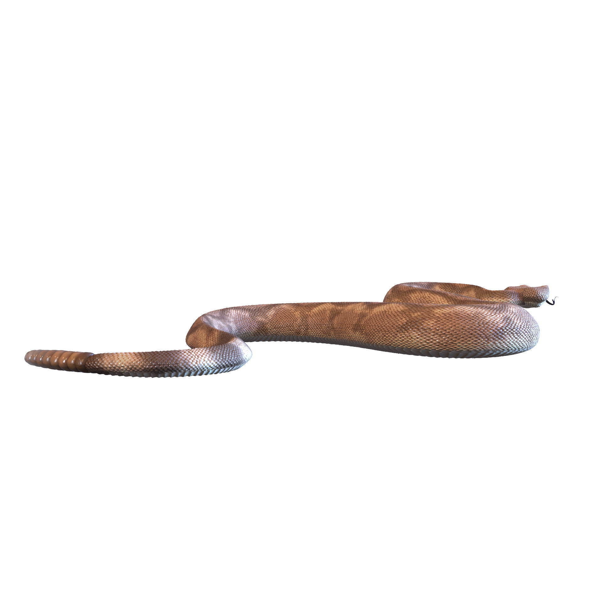 Rattlesnake snake 3D model_38
