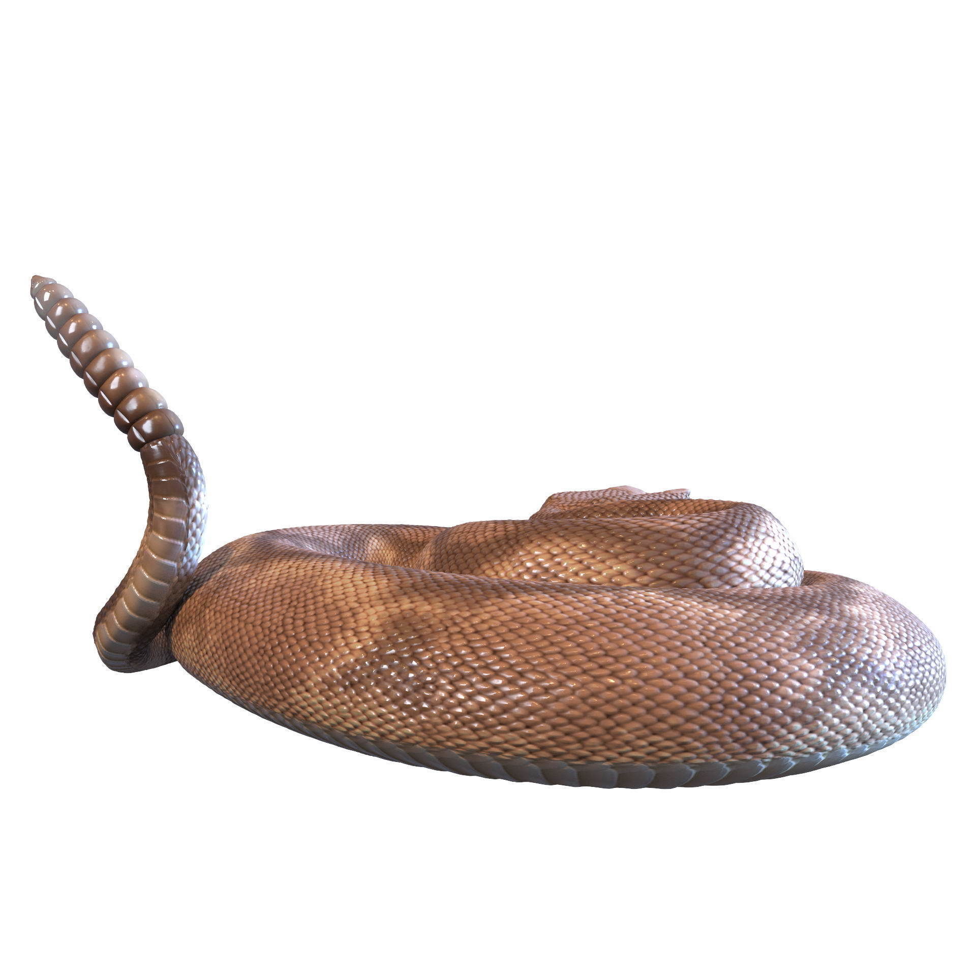 Rattlesnake snake 3D model_46