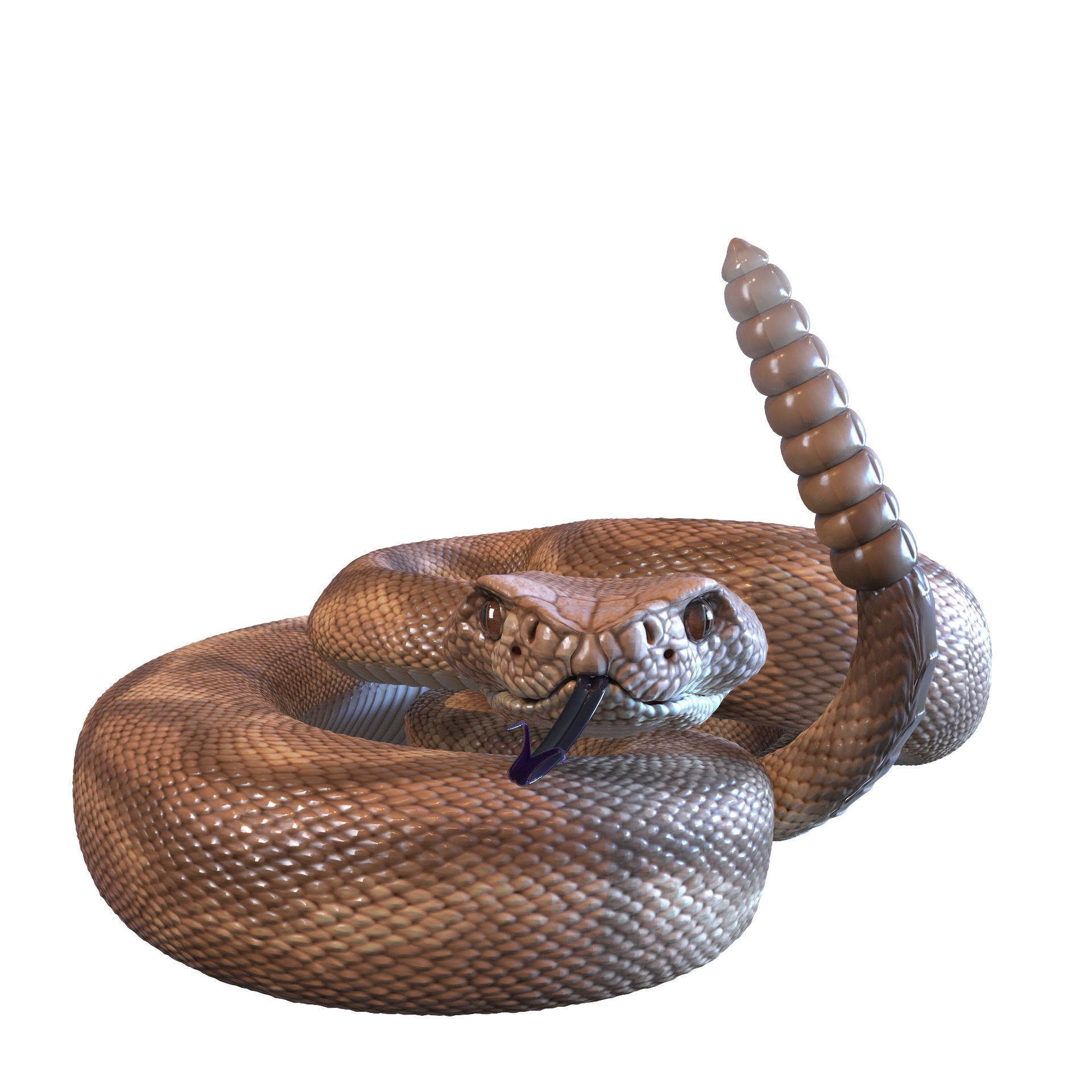 Rattlesnake snake 3D model_11
