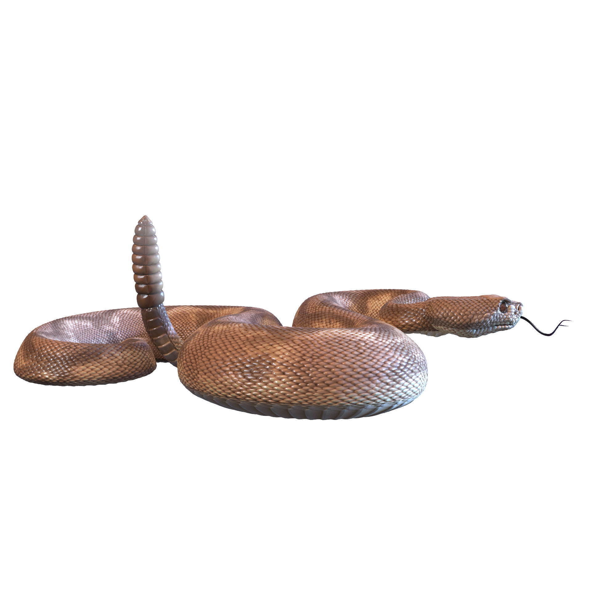 Rattlesnake snake 3D model_29