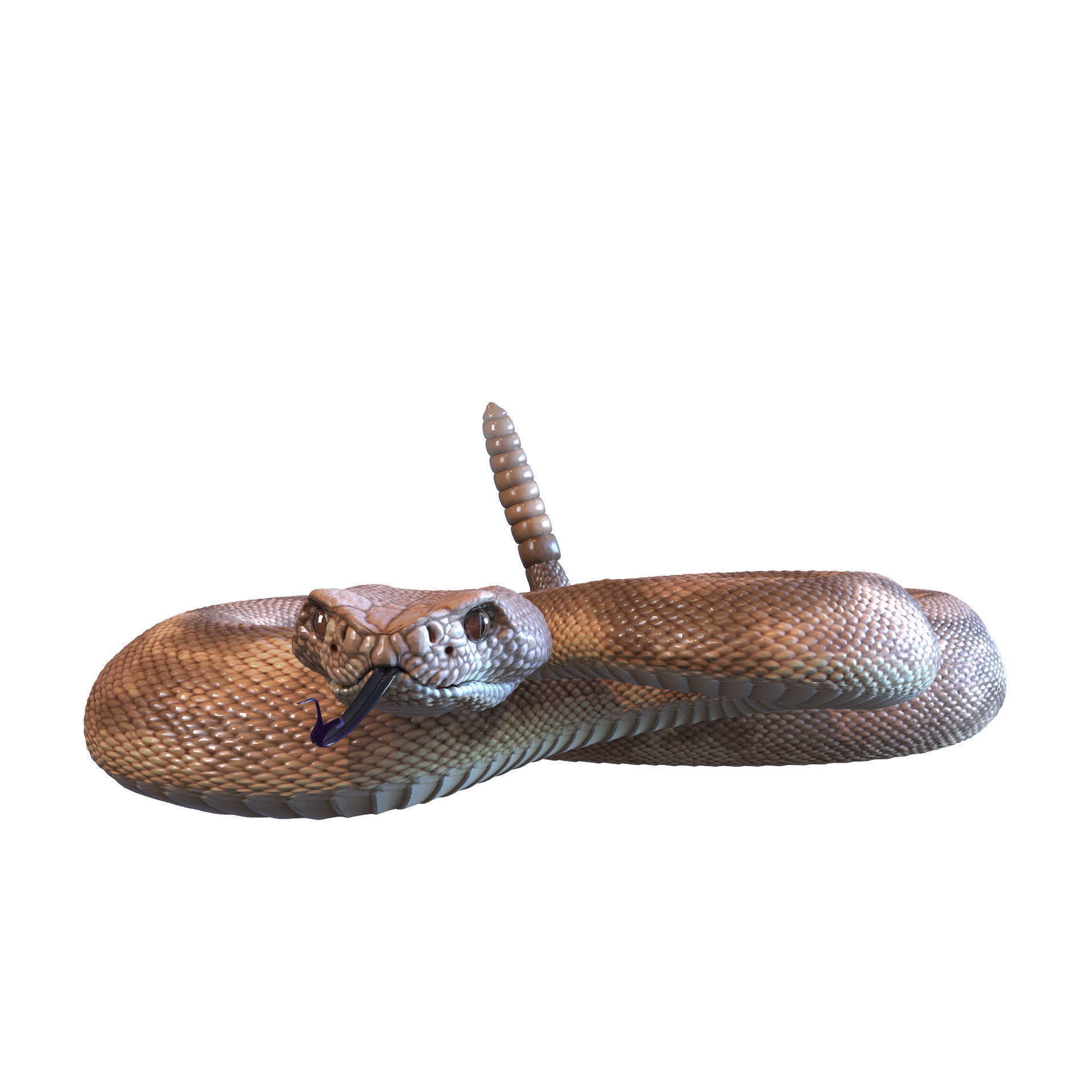 Rattlesnake snake 3D model_27