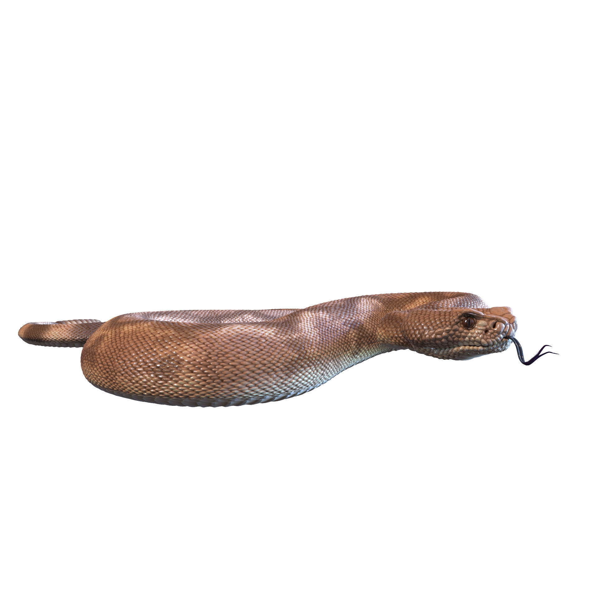 Rattlesnake snake 3D model_34