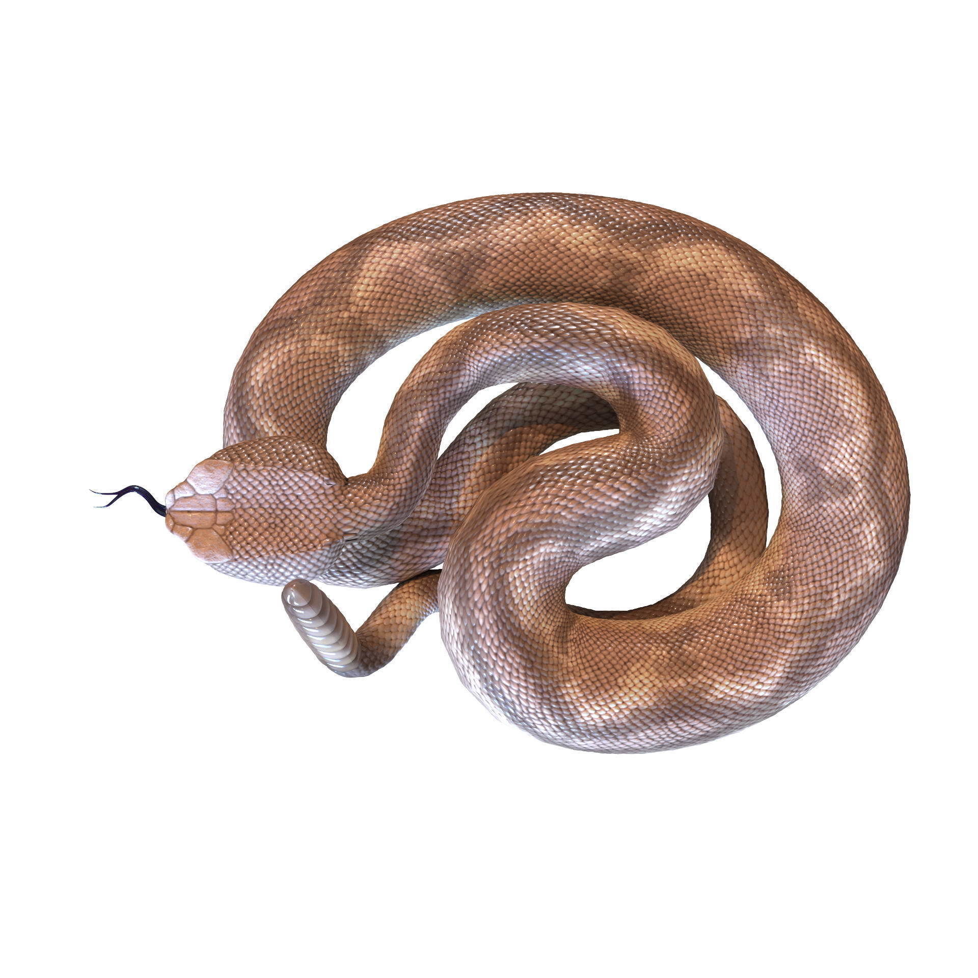 Rattlesnake snake 3D model_15