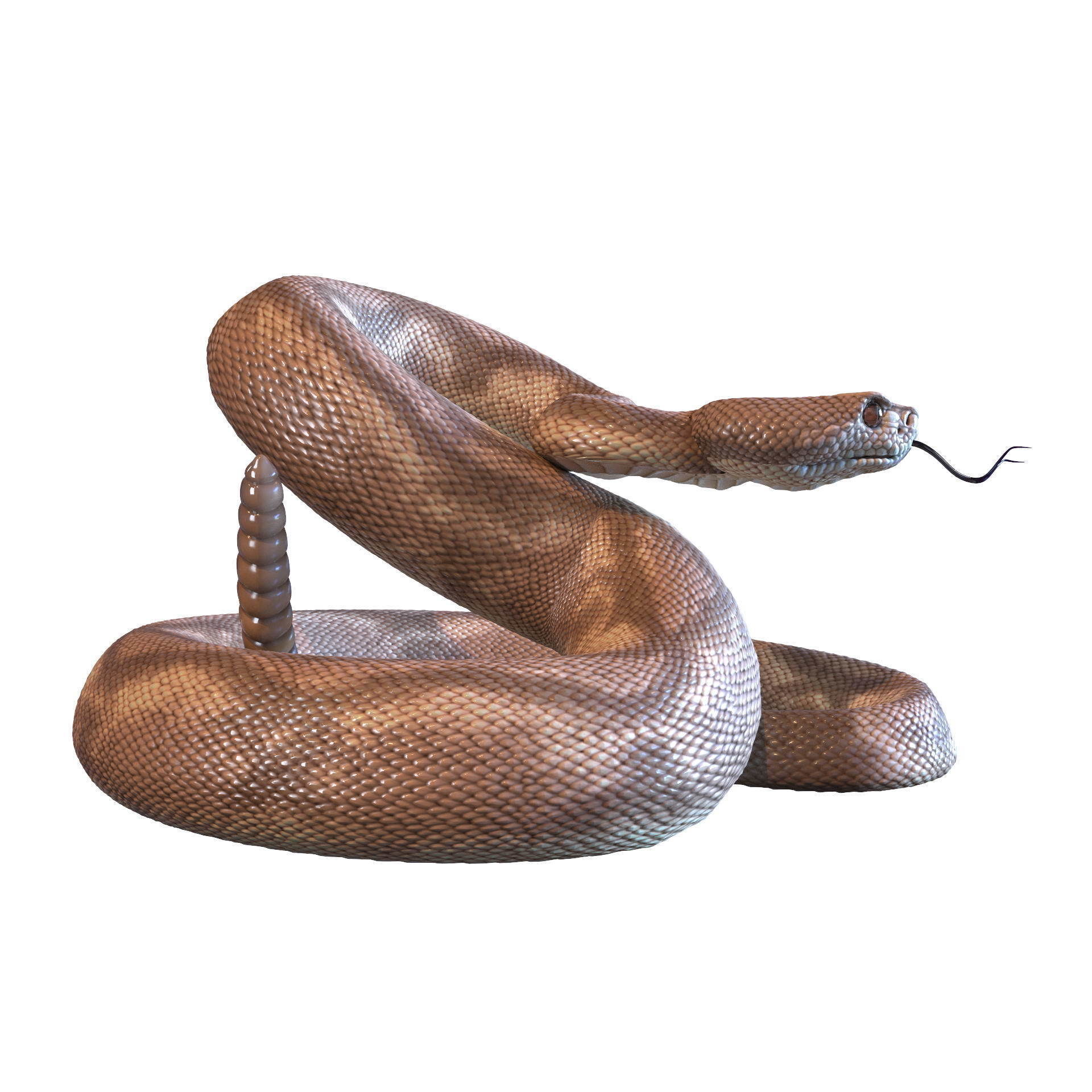 Rattlesnake snake 3D model_21