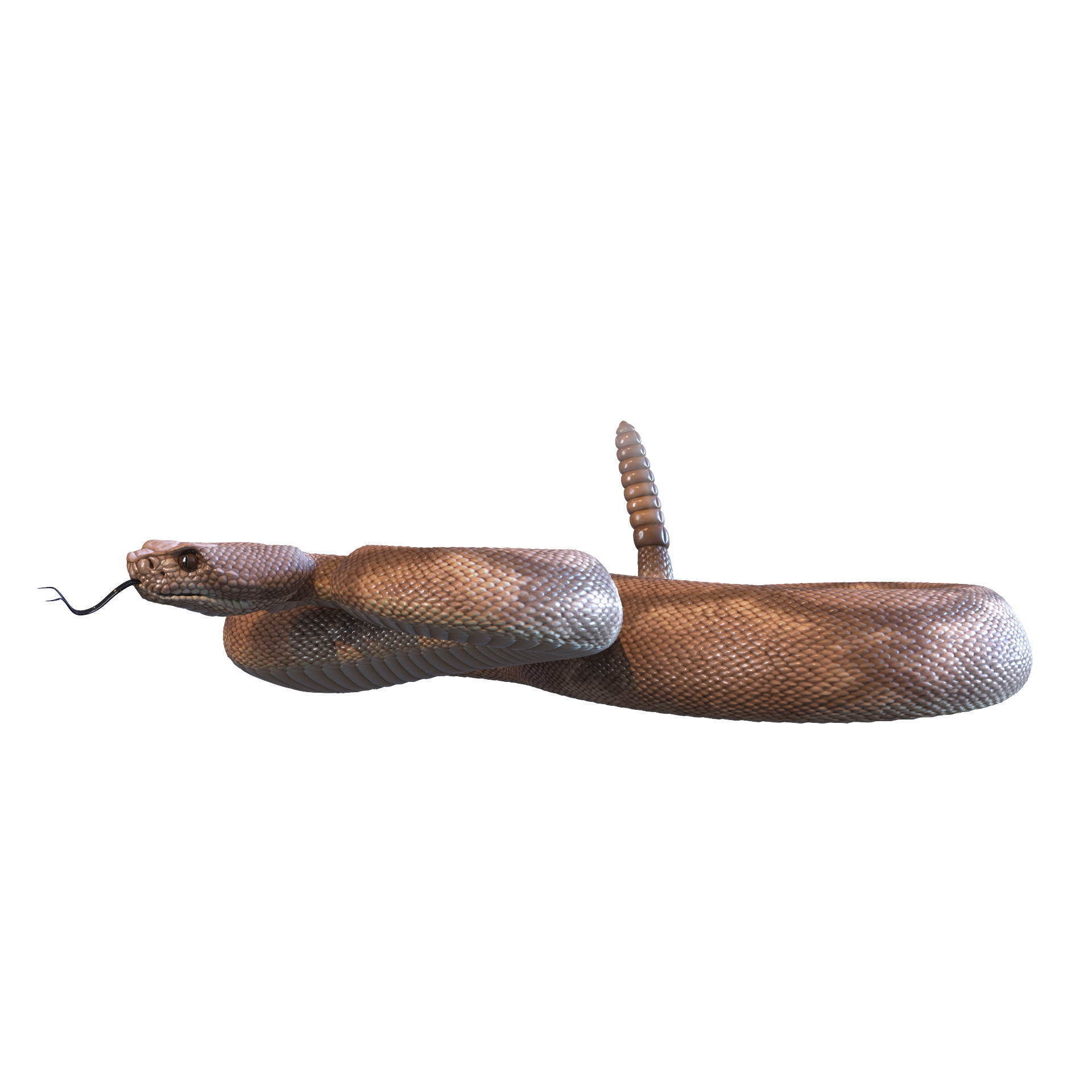 Rattlesnake snake 3D model_28