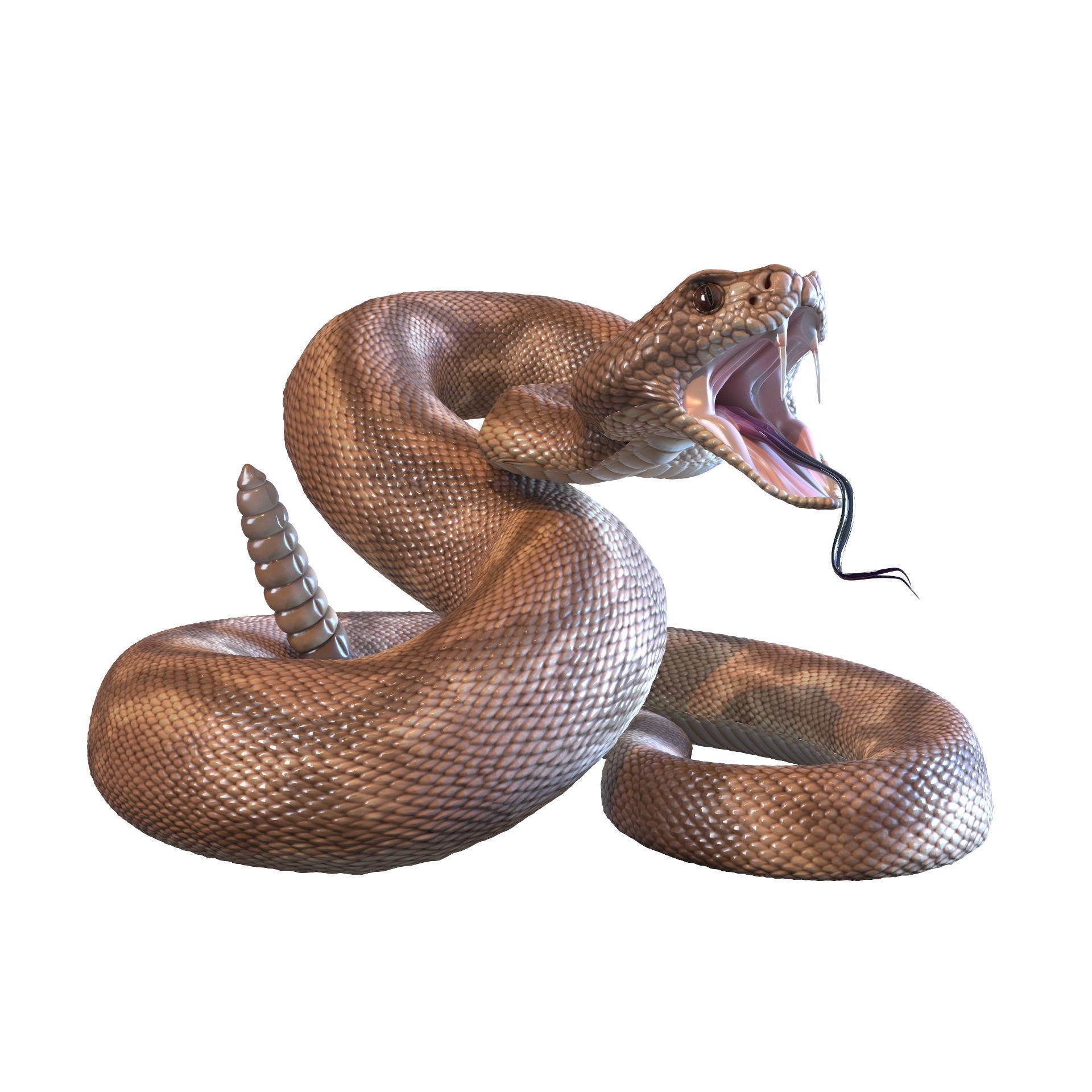 Rattlesnake snake 3D model_2