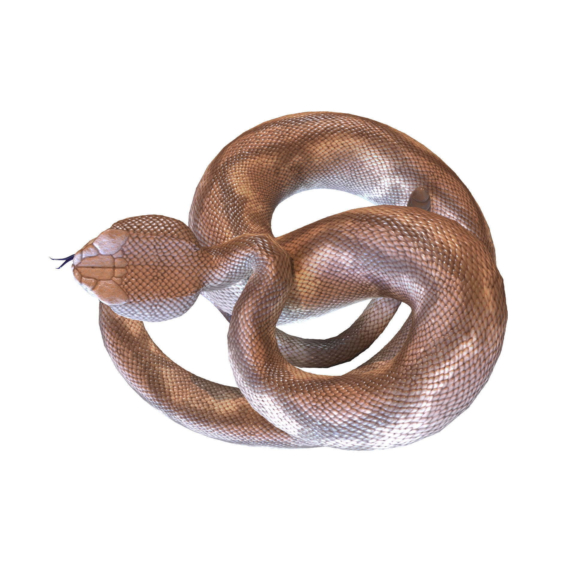 Rattlesnake snake 3D model_23