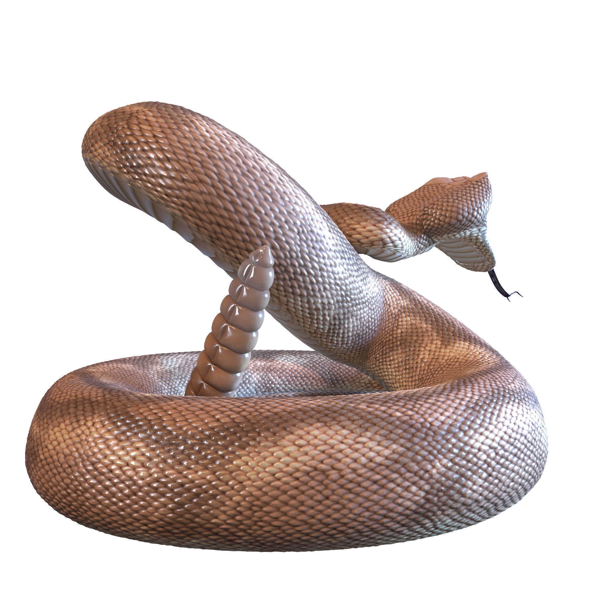 Rattlesnake snake 3D model_4