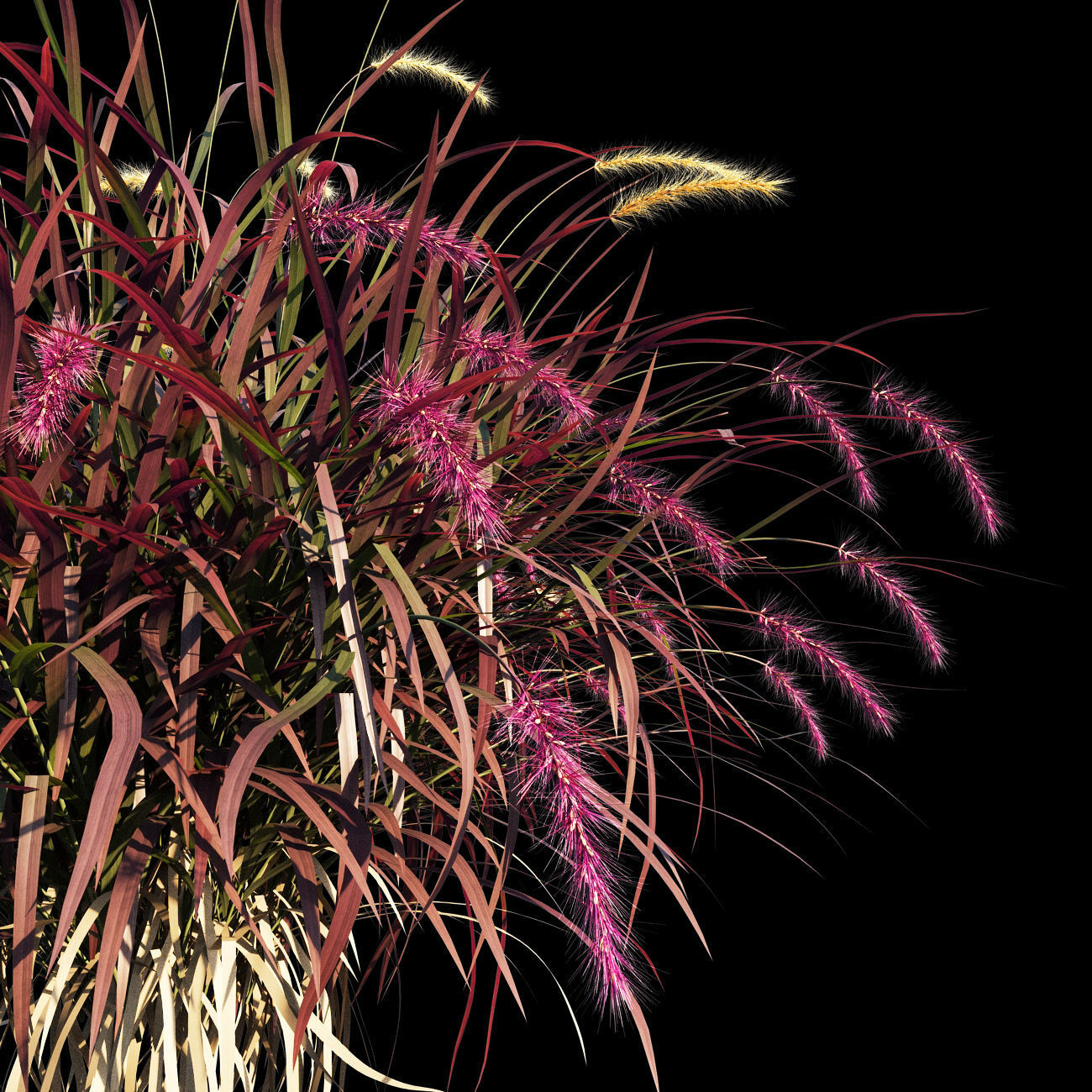 Purple fountain grass 3D model_5