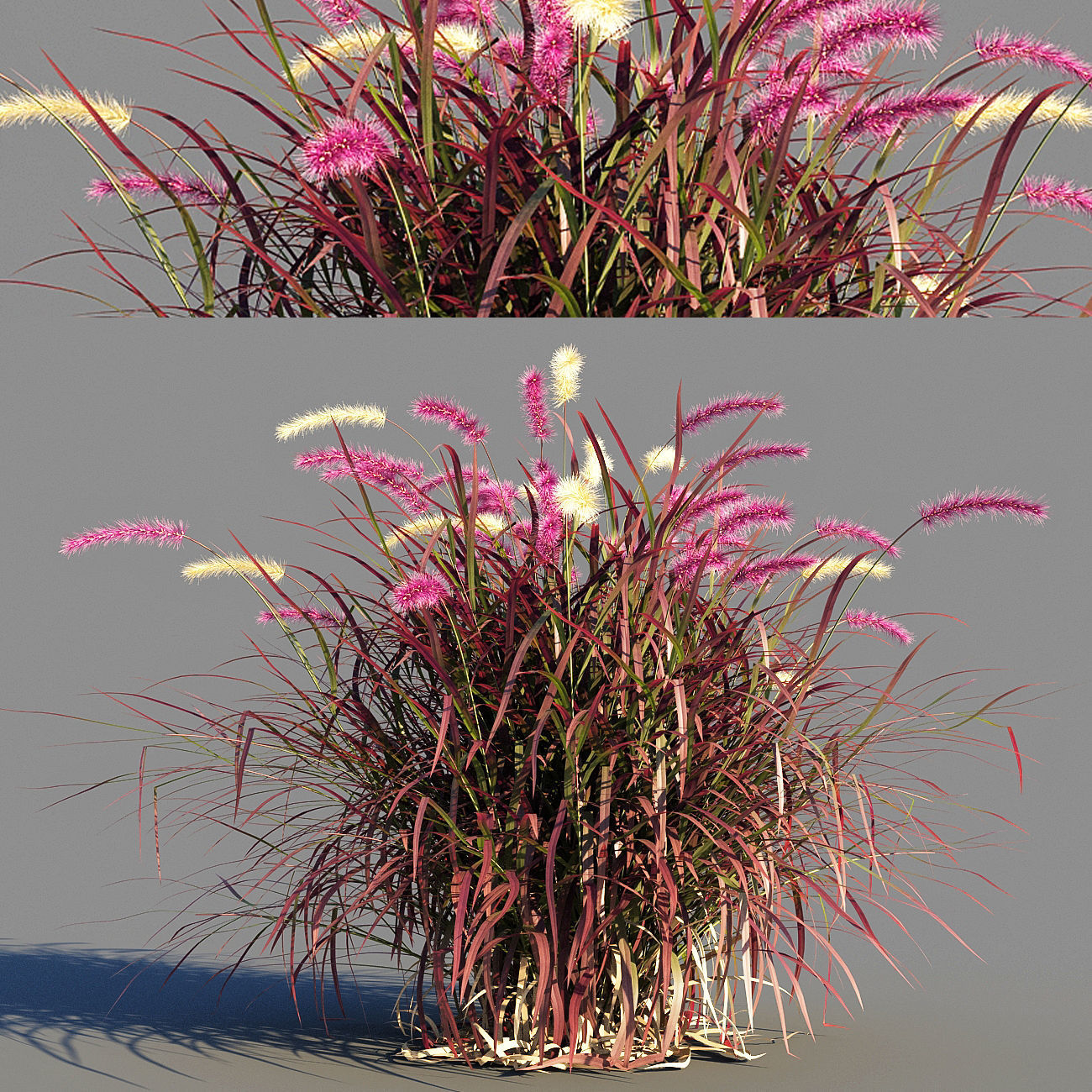 Purple fountain grass 3D model_2