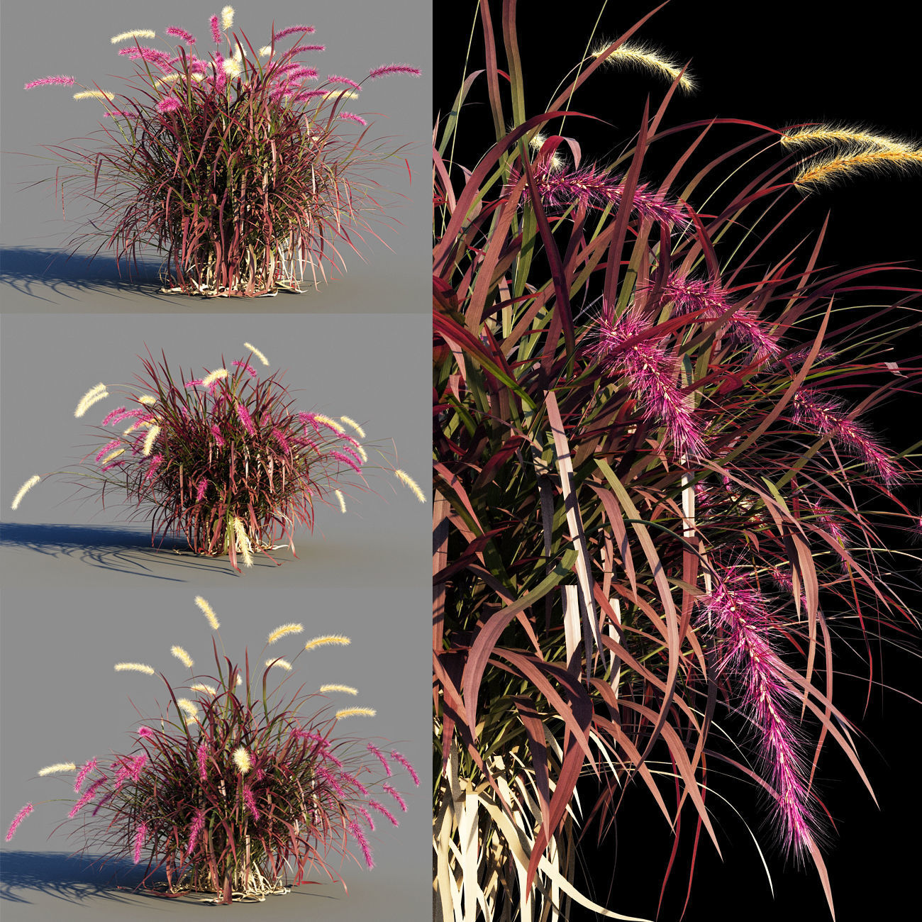 Purple fountain grass 3D model_1