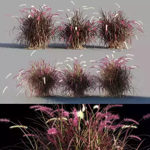 Purple fountain grass 3D model