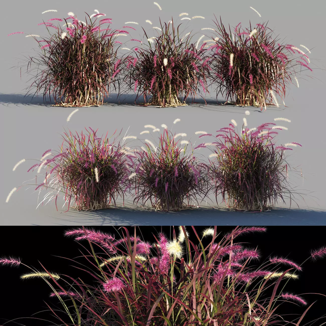 Purple fountain grass 3D model_0