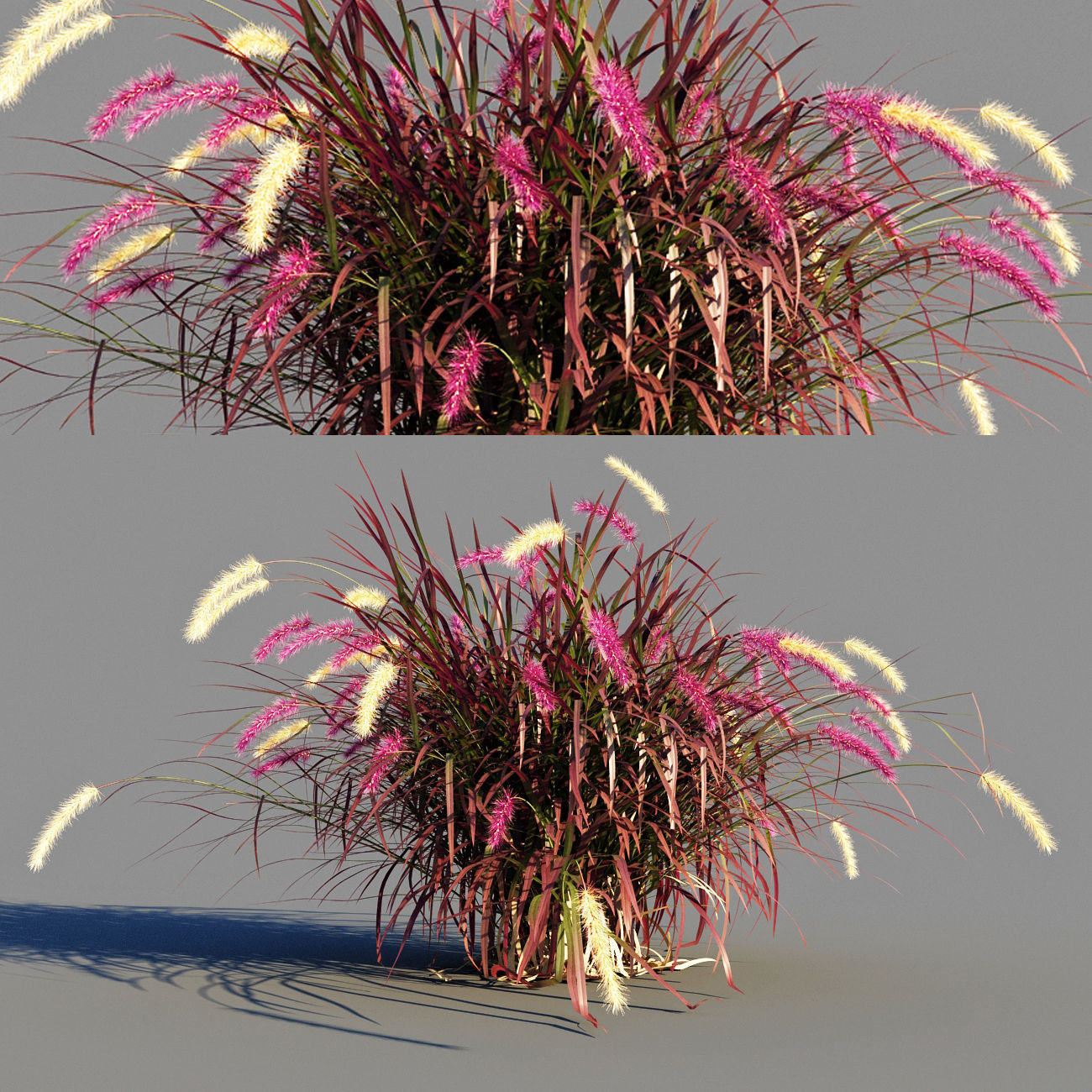 Purple fountain grass 3D model_4