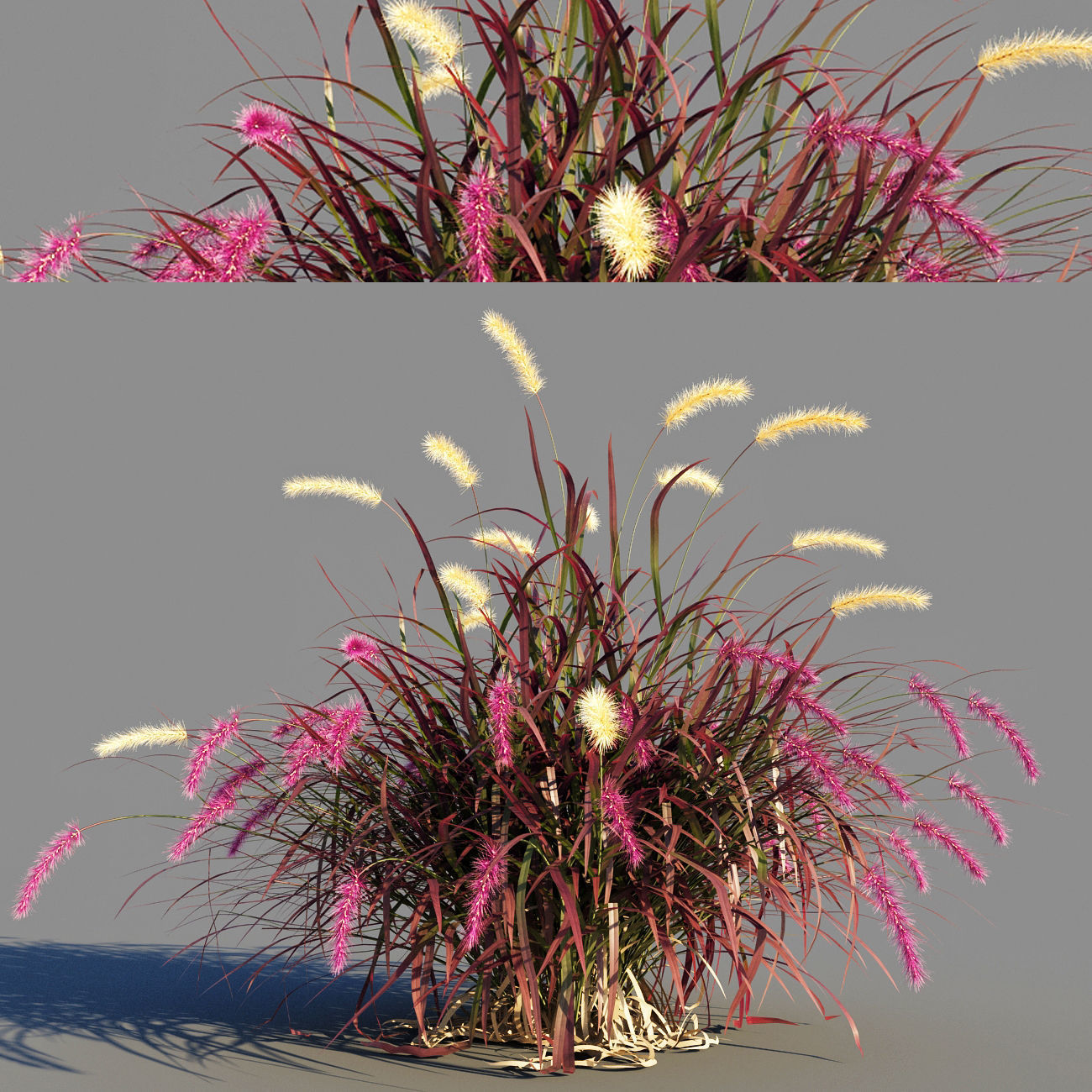 Purple fountain grass 3D model_3