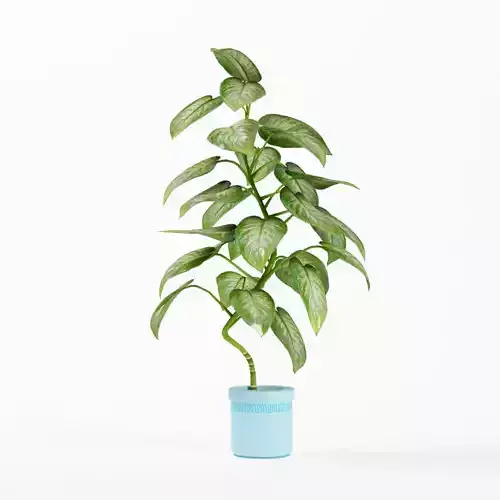 home leaf plant  flowerpot