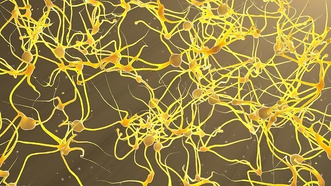 Neurons 3D model