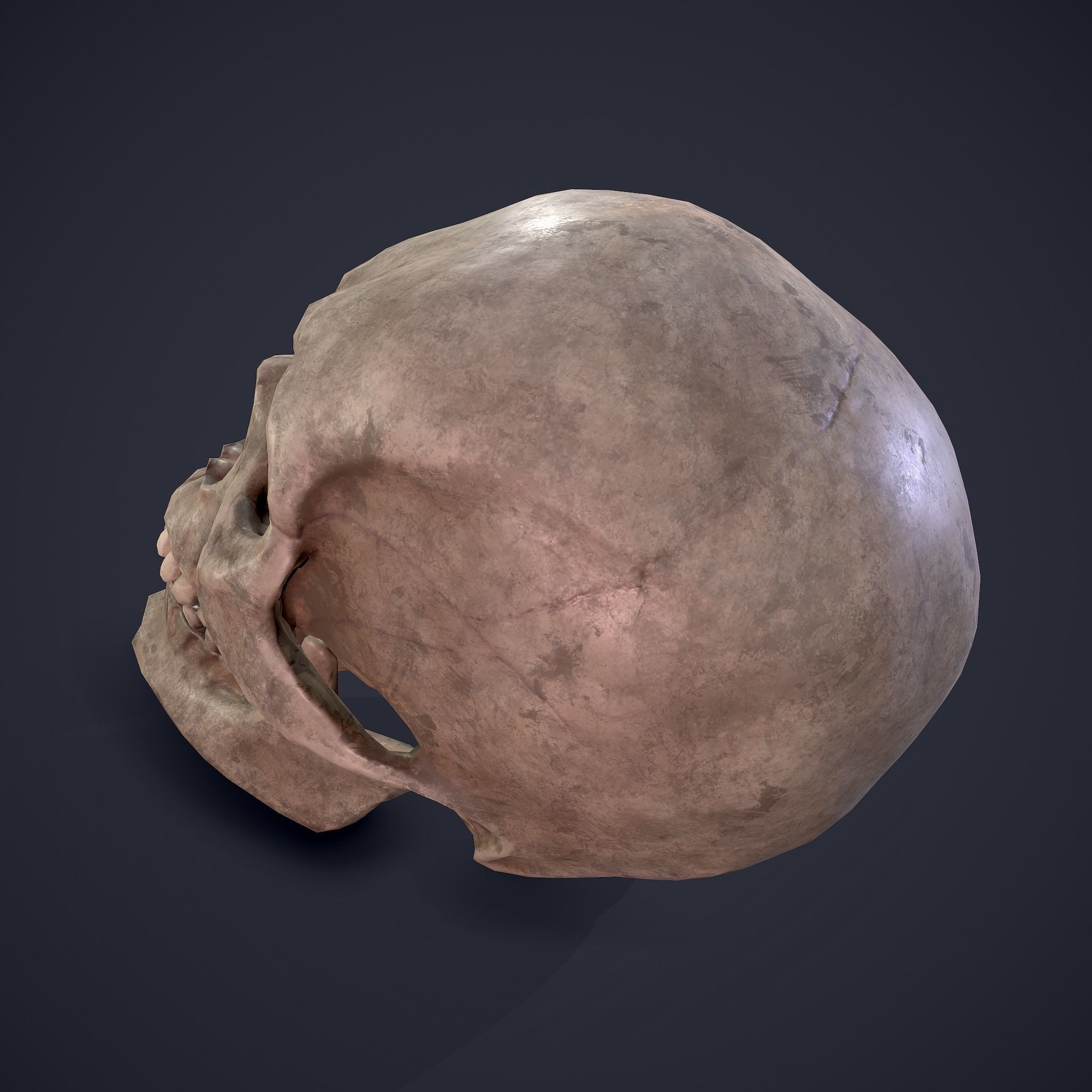 Skull human Free low-poly 3D model_19