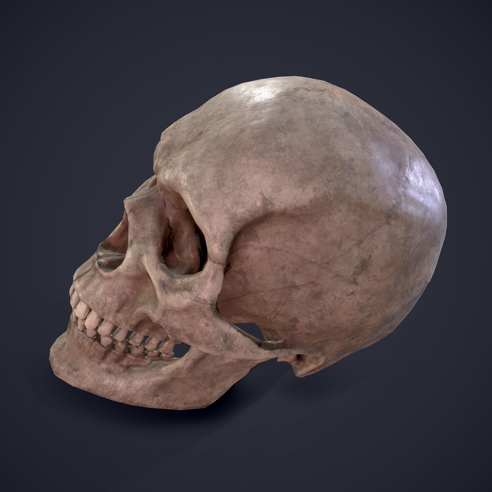 Skull human Free low-poly 3D model_20