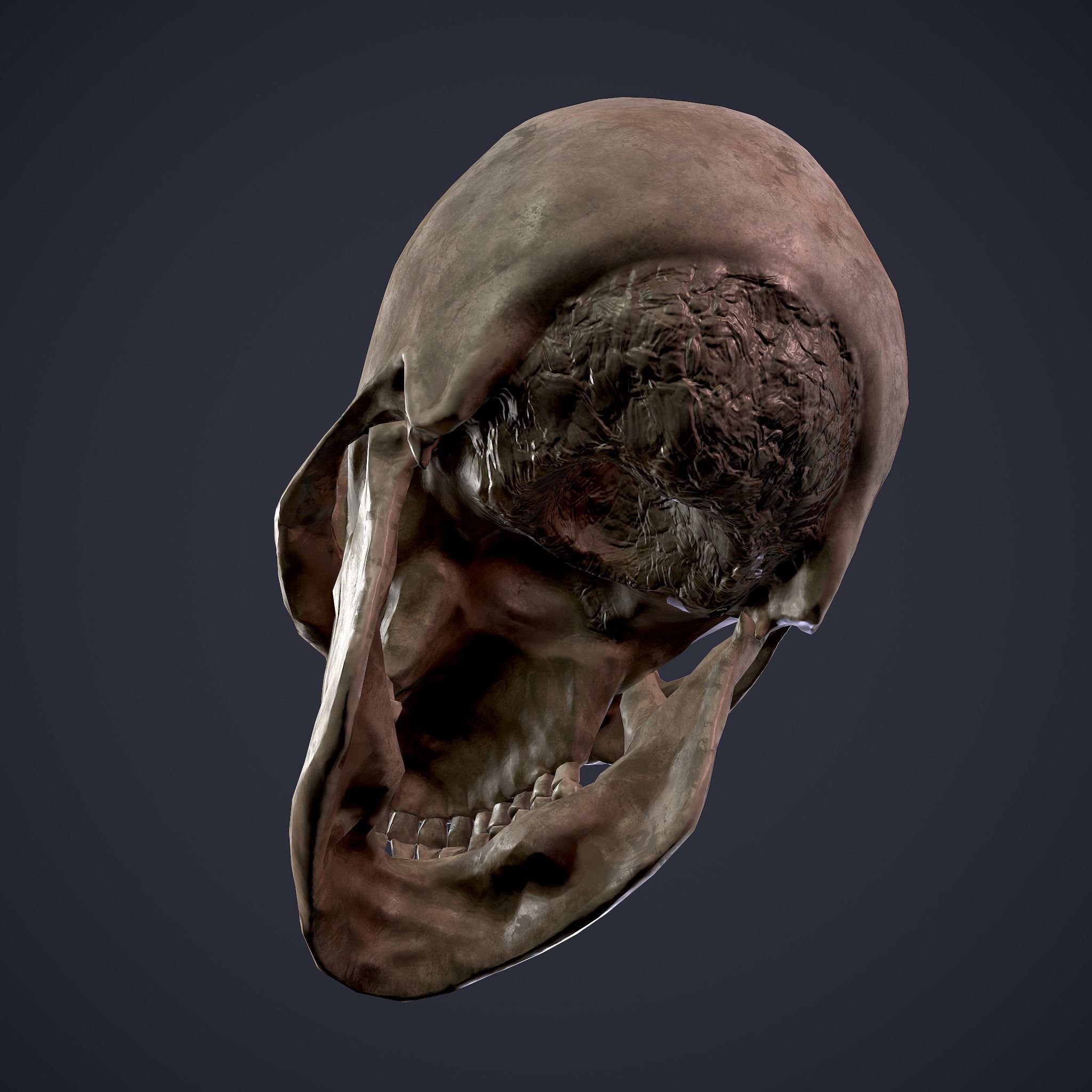 Skull human Free low-poly 3D model_26