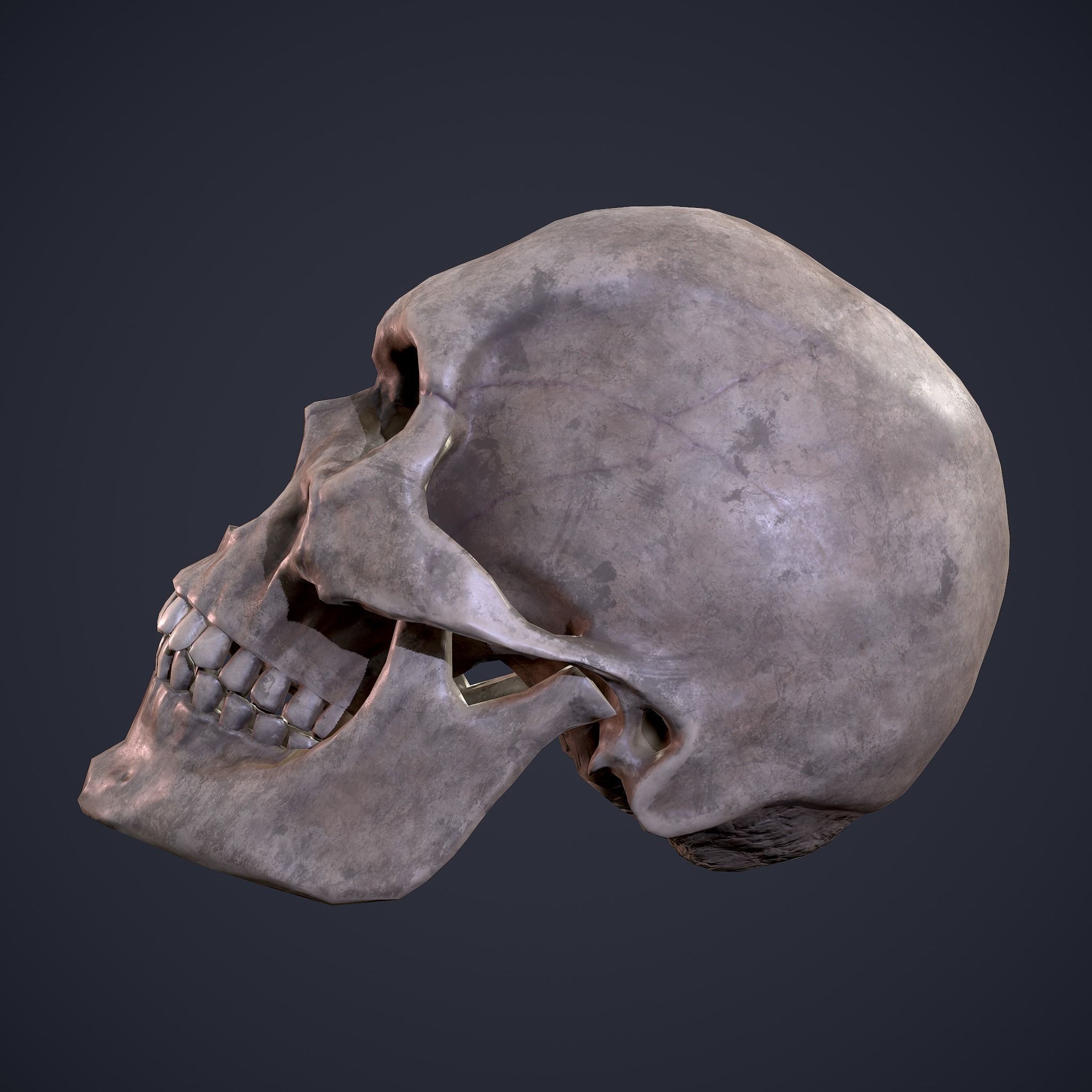Skull human Free low-poly 3D model_24
