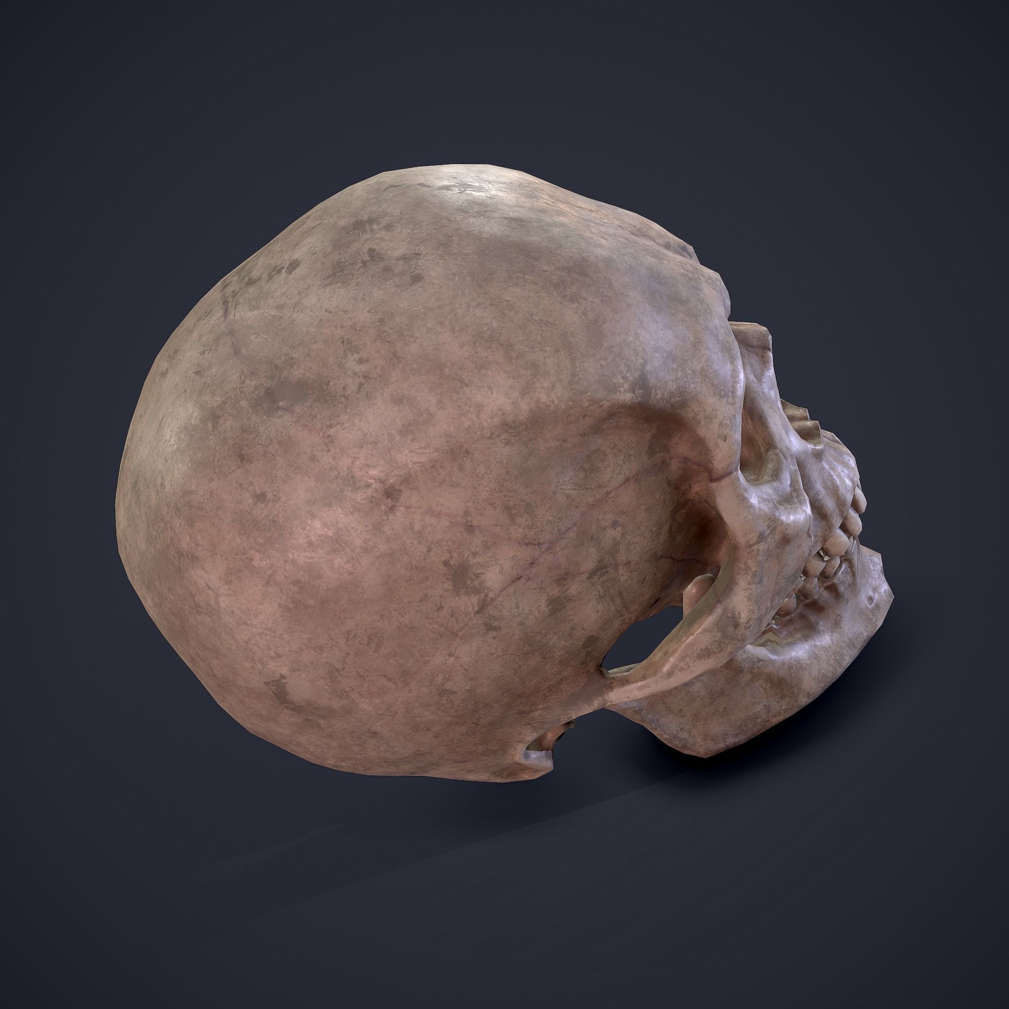 Skull human Free low-poly 3D model_15