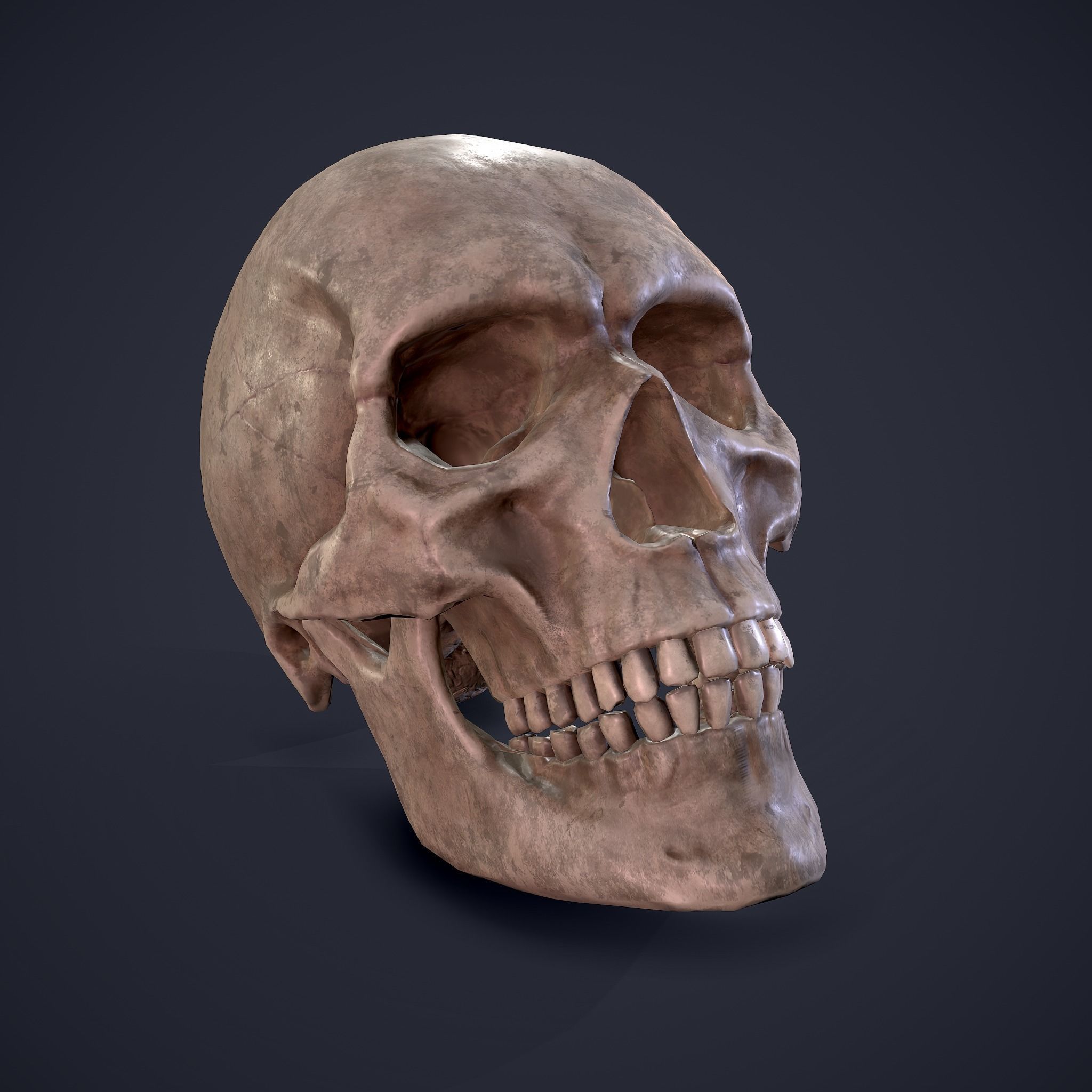 Skull human Free low-poly 3D model_2