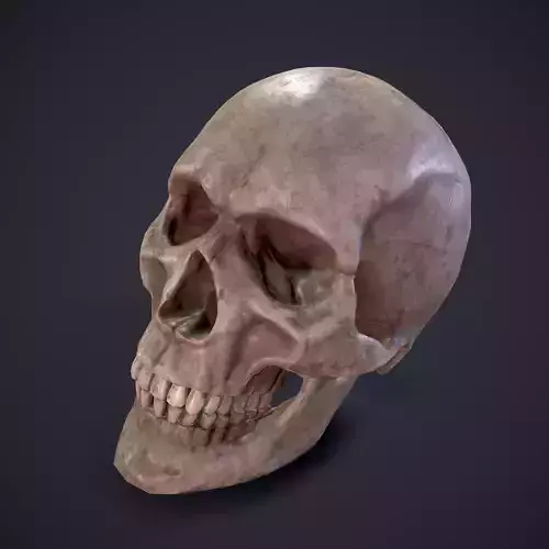 Skull human Free low-poly 3D model