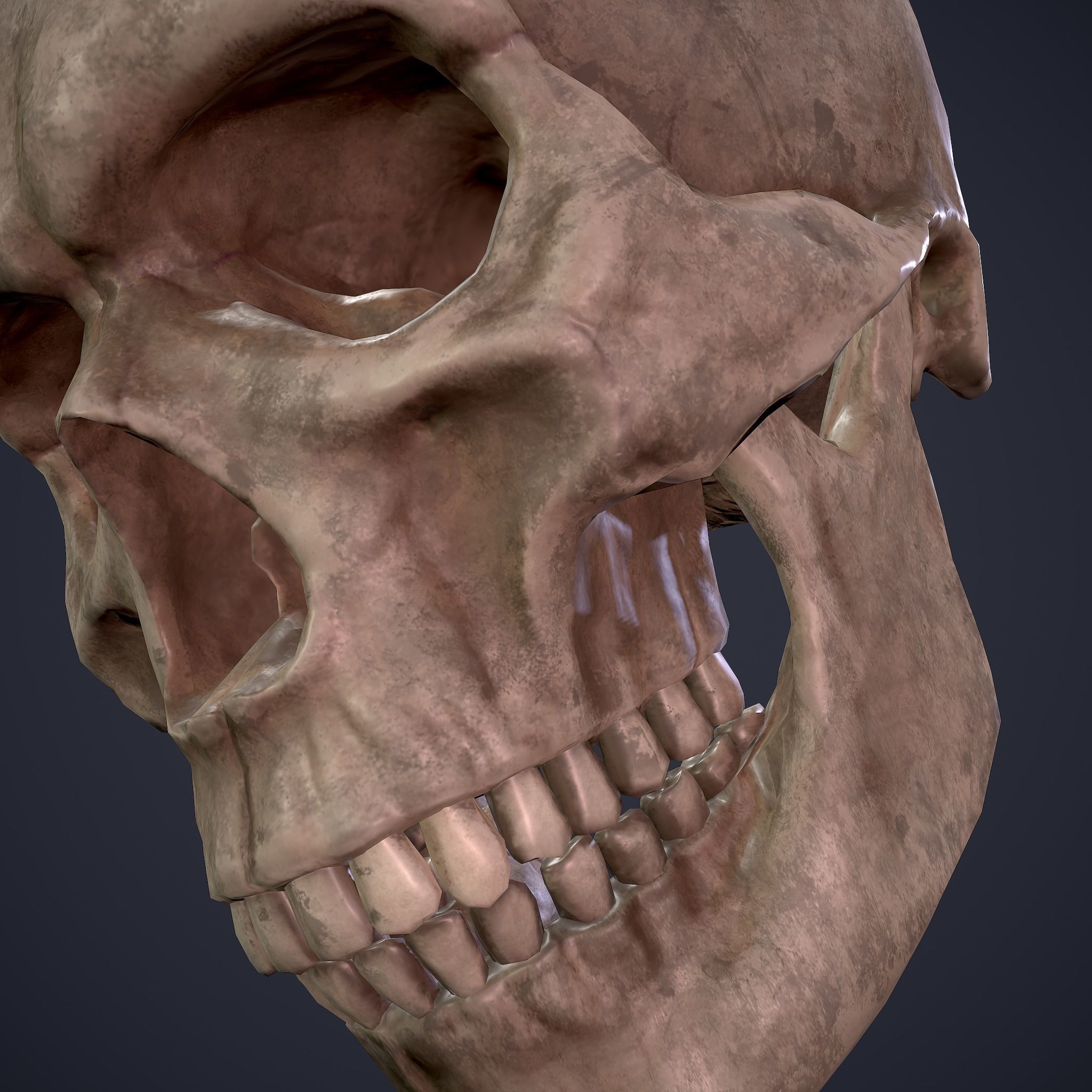 Skull human Free low-poly 3D model_30